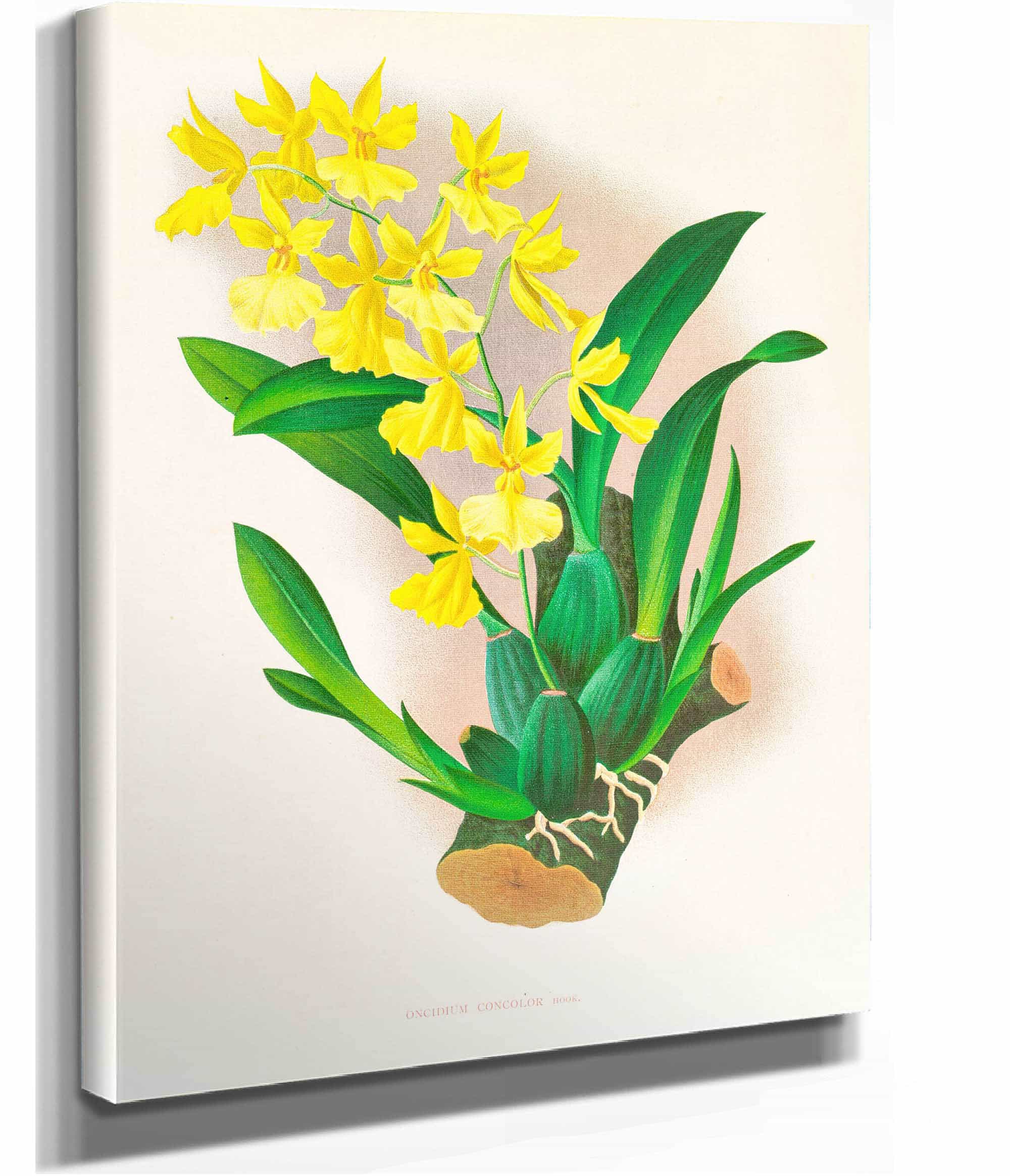 Oncidium Concolor by Jean Jules Linden