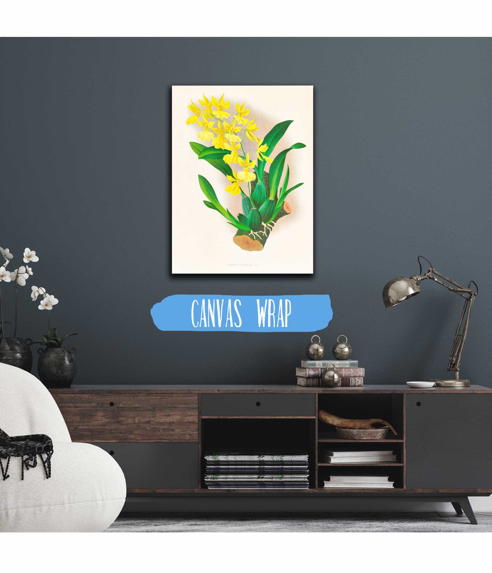 Oncidium Concolor by Jean Jules Linden - Image 3