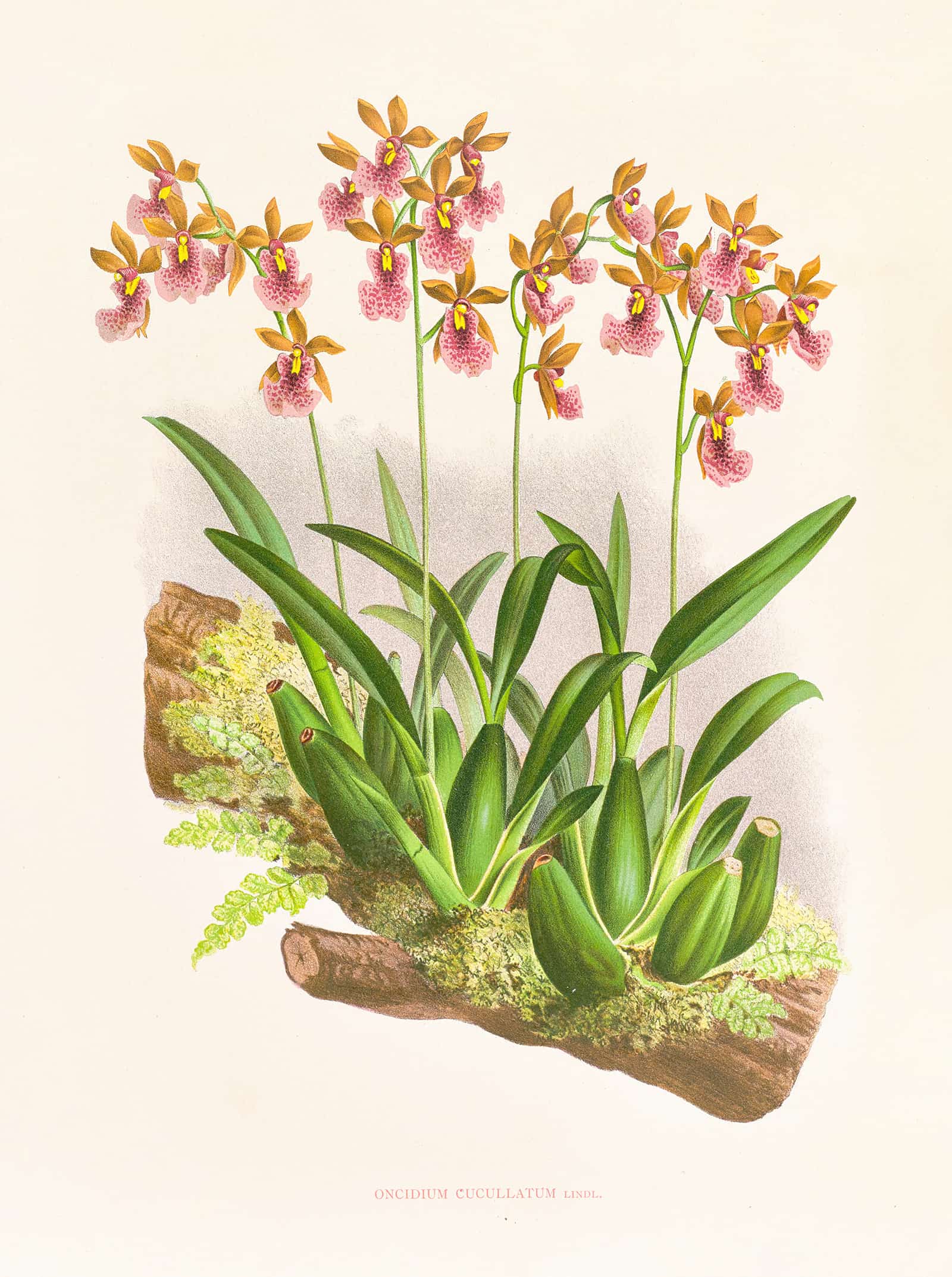 Oncidium Cucullatum by Jean Jules Linden - Image 2