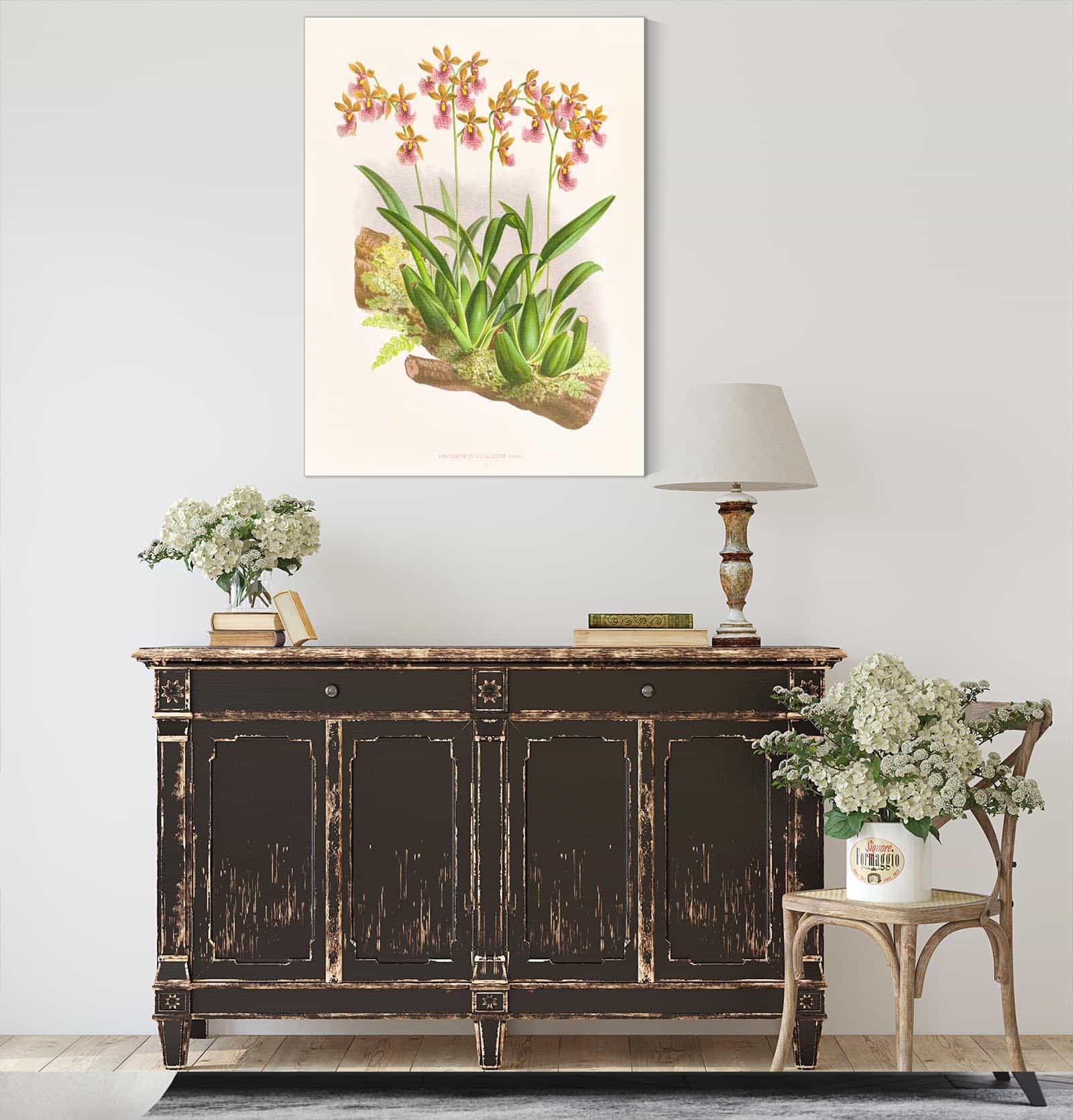 Oncidium Cucullatum by Jean Jules Linden - Image 4