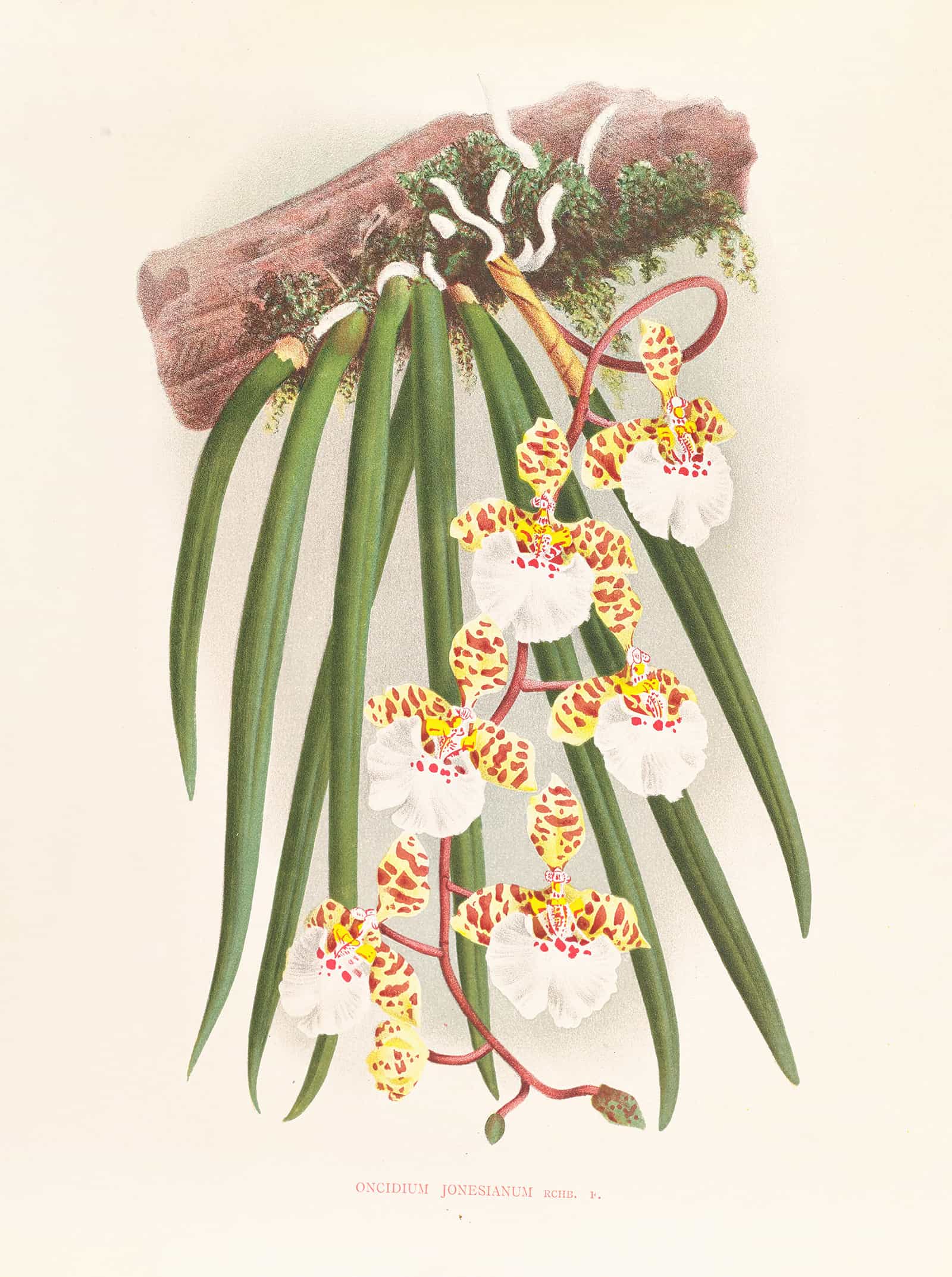 Oncidium Jonesianum by Jean Jules Linden - Image 2
