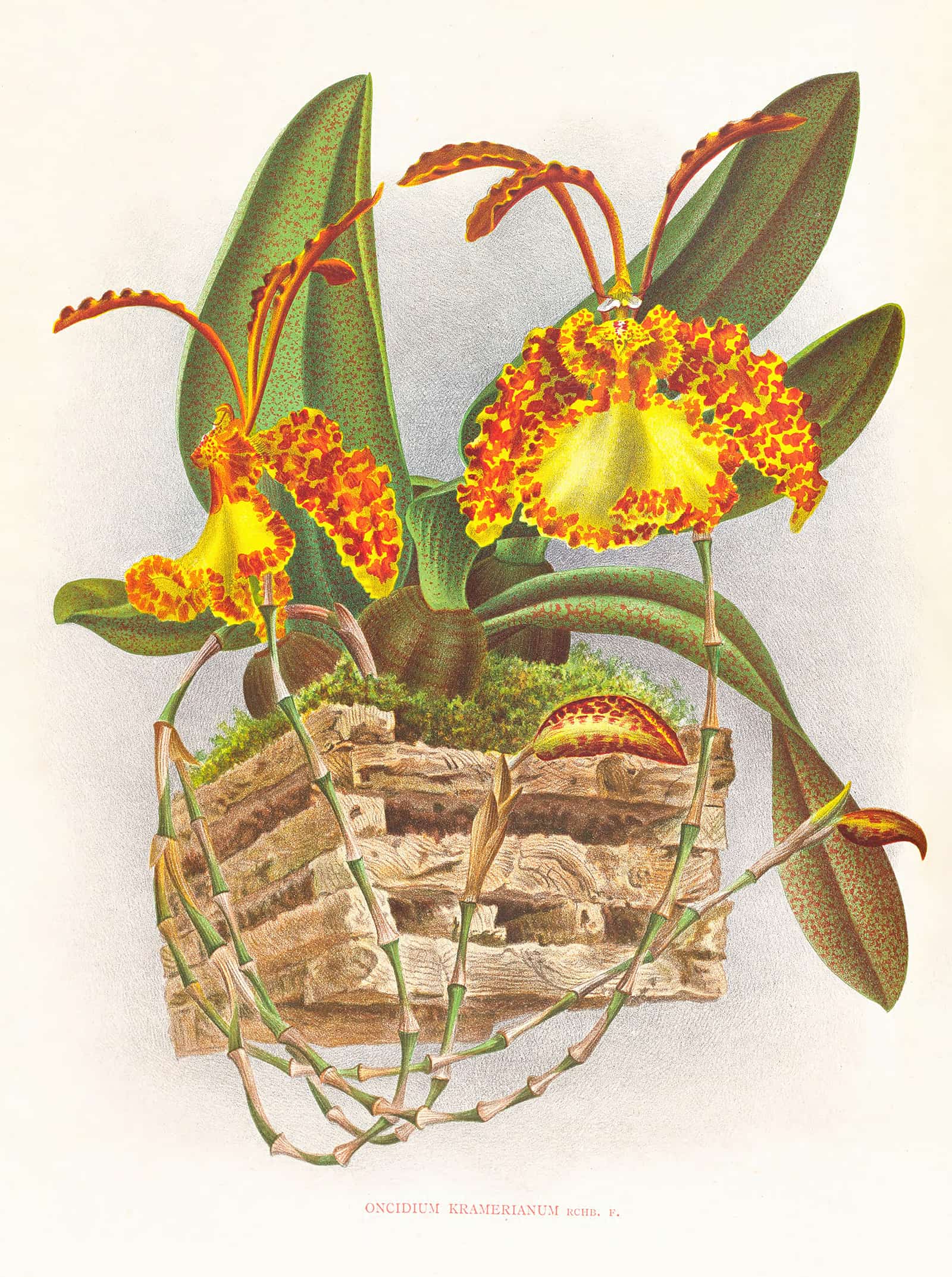 Oncidium Kramerianum by Jean Jules Linden - Image 2