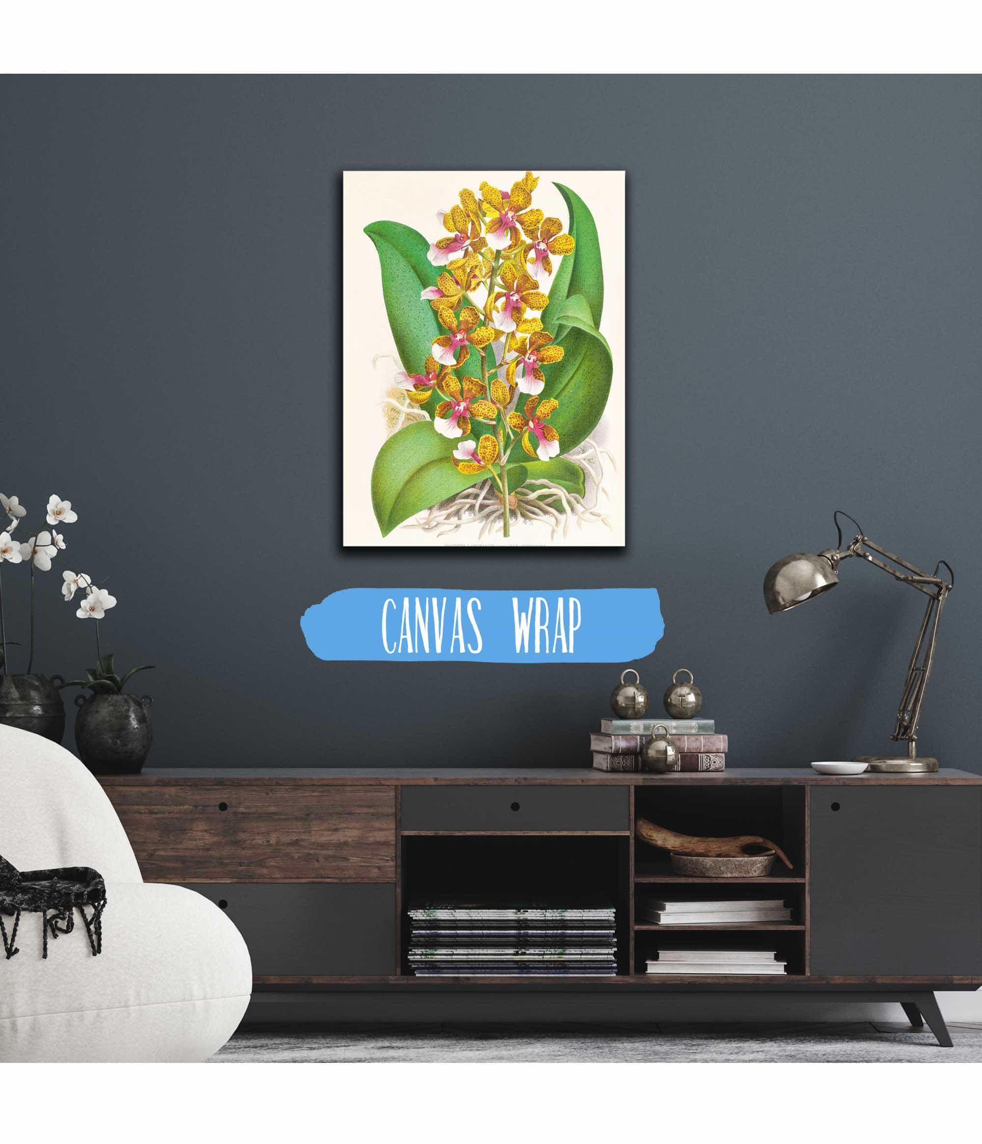 Oncidium Lannceanum by Jean Jules Linden - Image 3