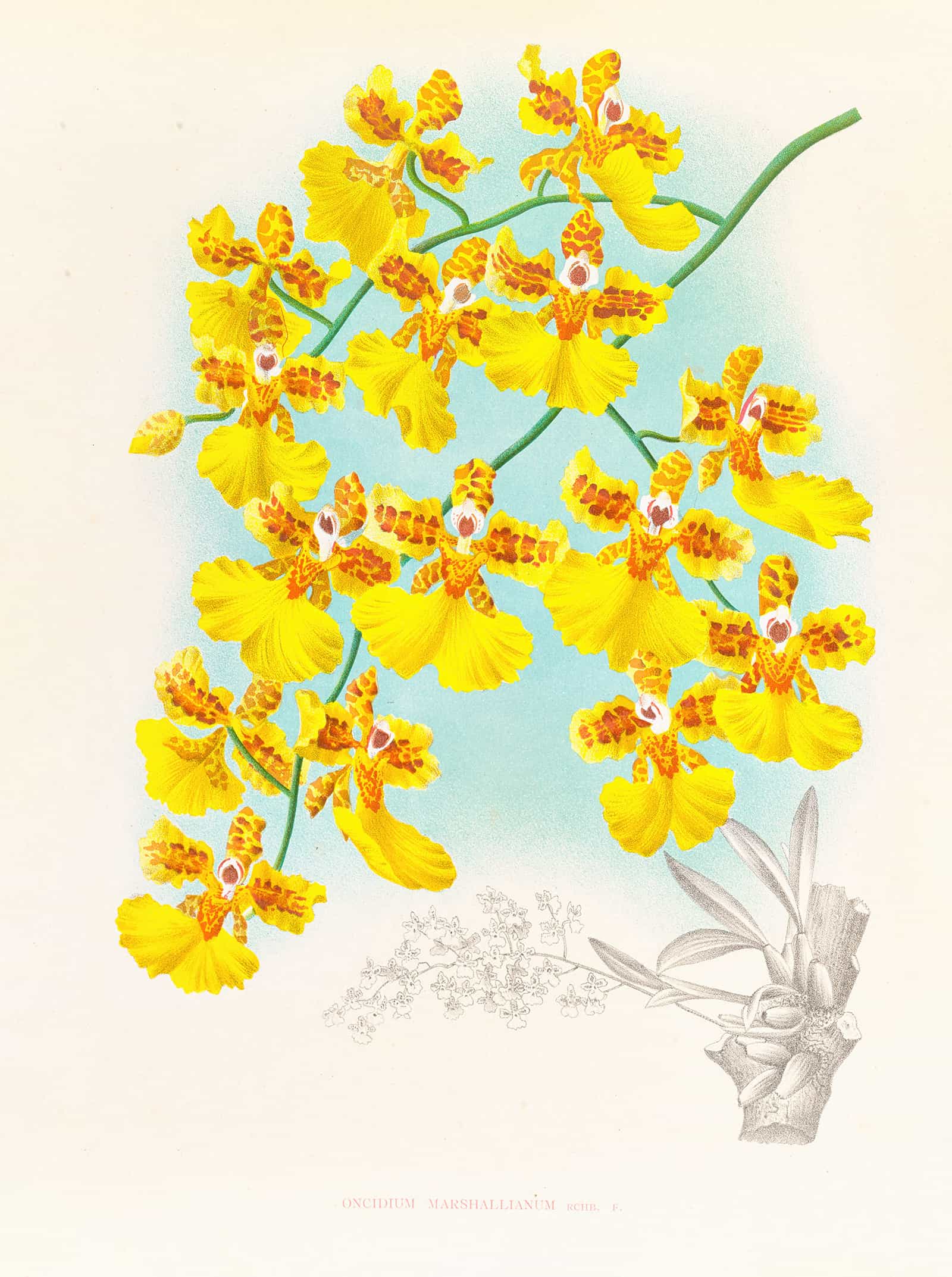Oncidium Marshallianum by Jean Jules Linden - Image 2