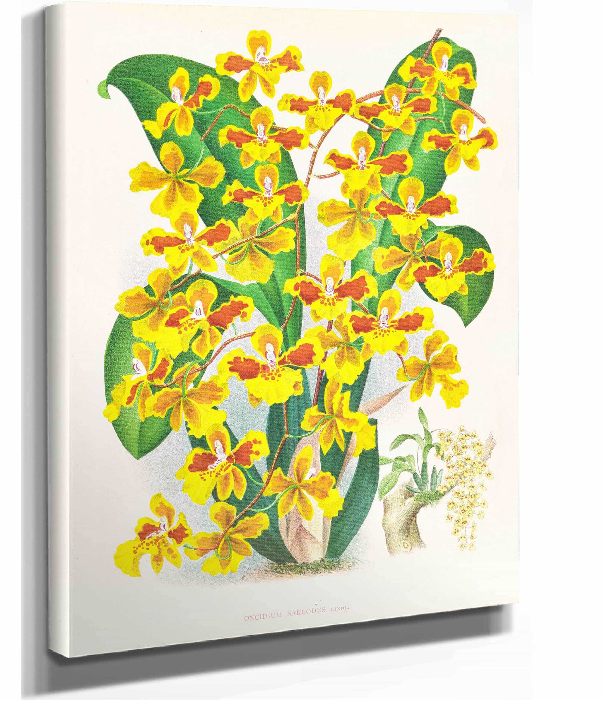 Oncidium Sarcodes by Jean Jules Linden