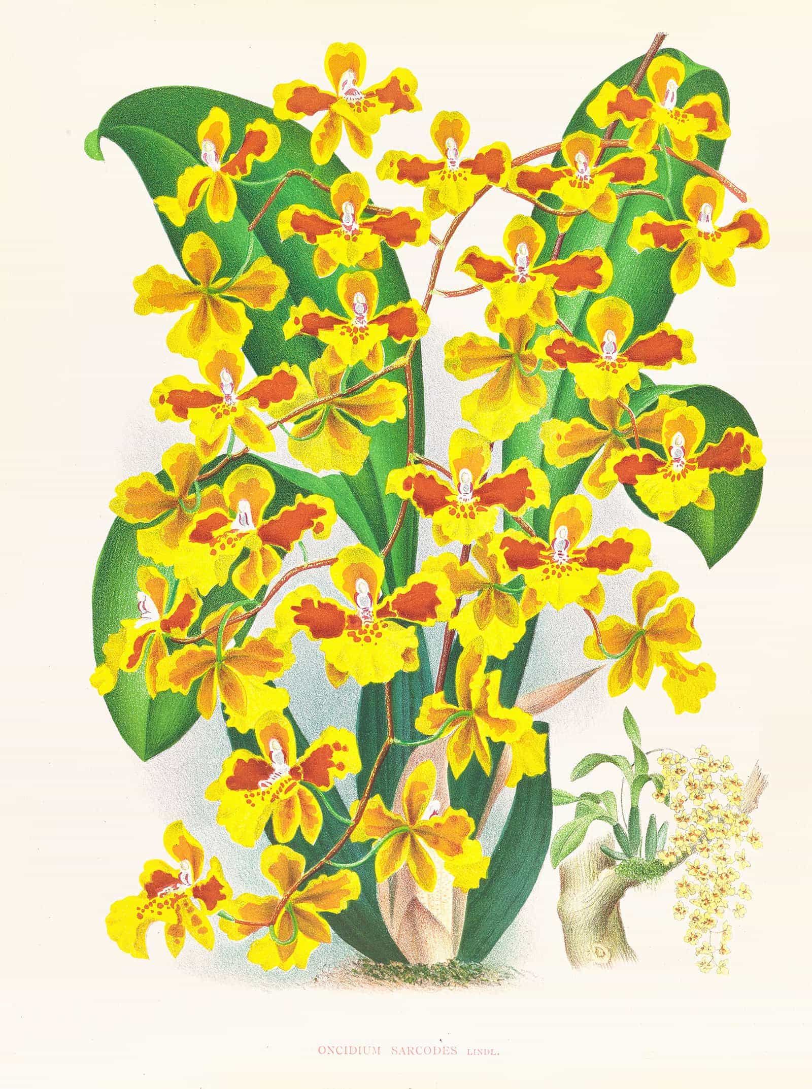 Oncidium Sarcodes by Jean Jules Linden - Image 2