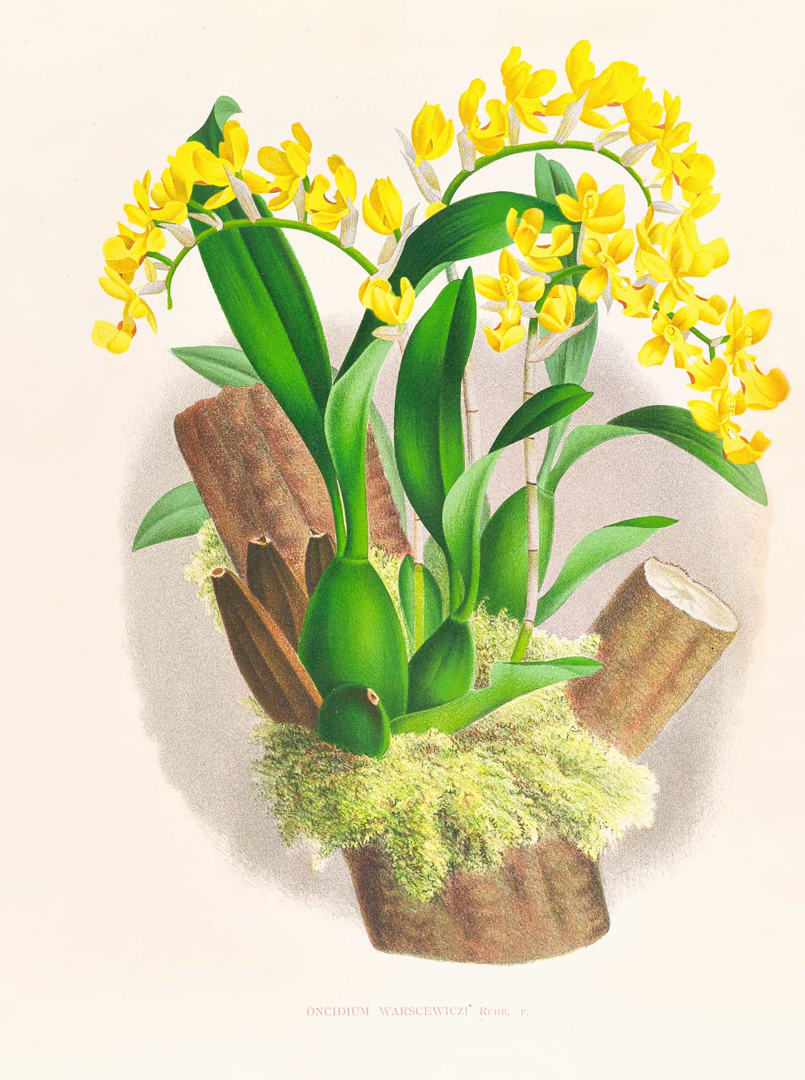 Oncidium Warscewiczi by Jean Jules Linden - Image 2