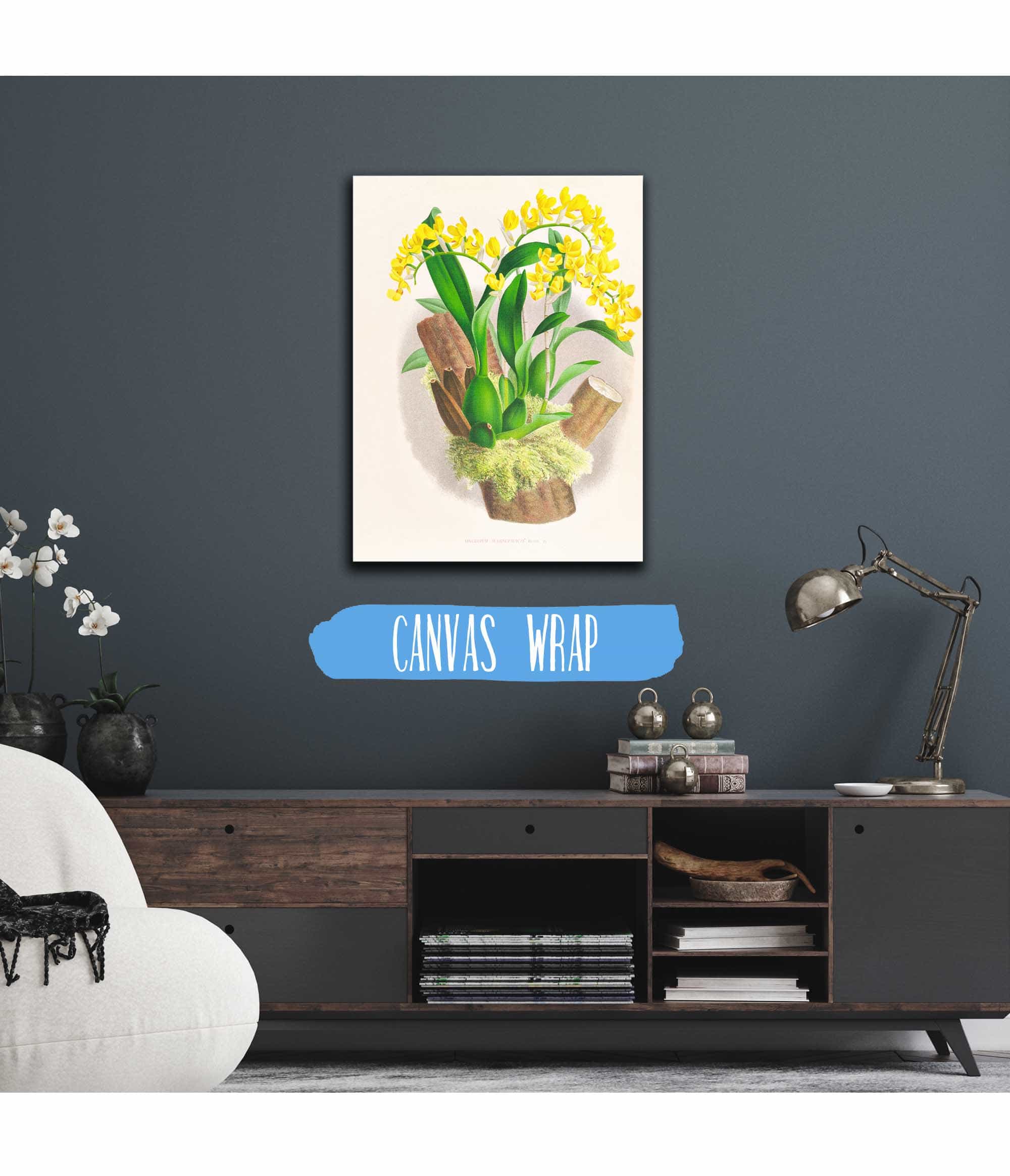 Oncidium Warscewiczi by Jean Jules Linden - Image 3