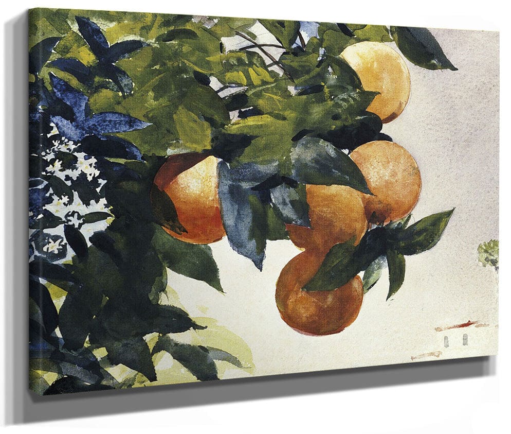 Oranges On A Branch By Winslow Homer