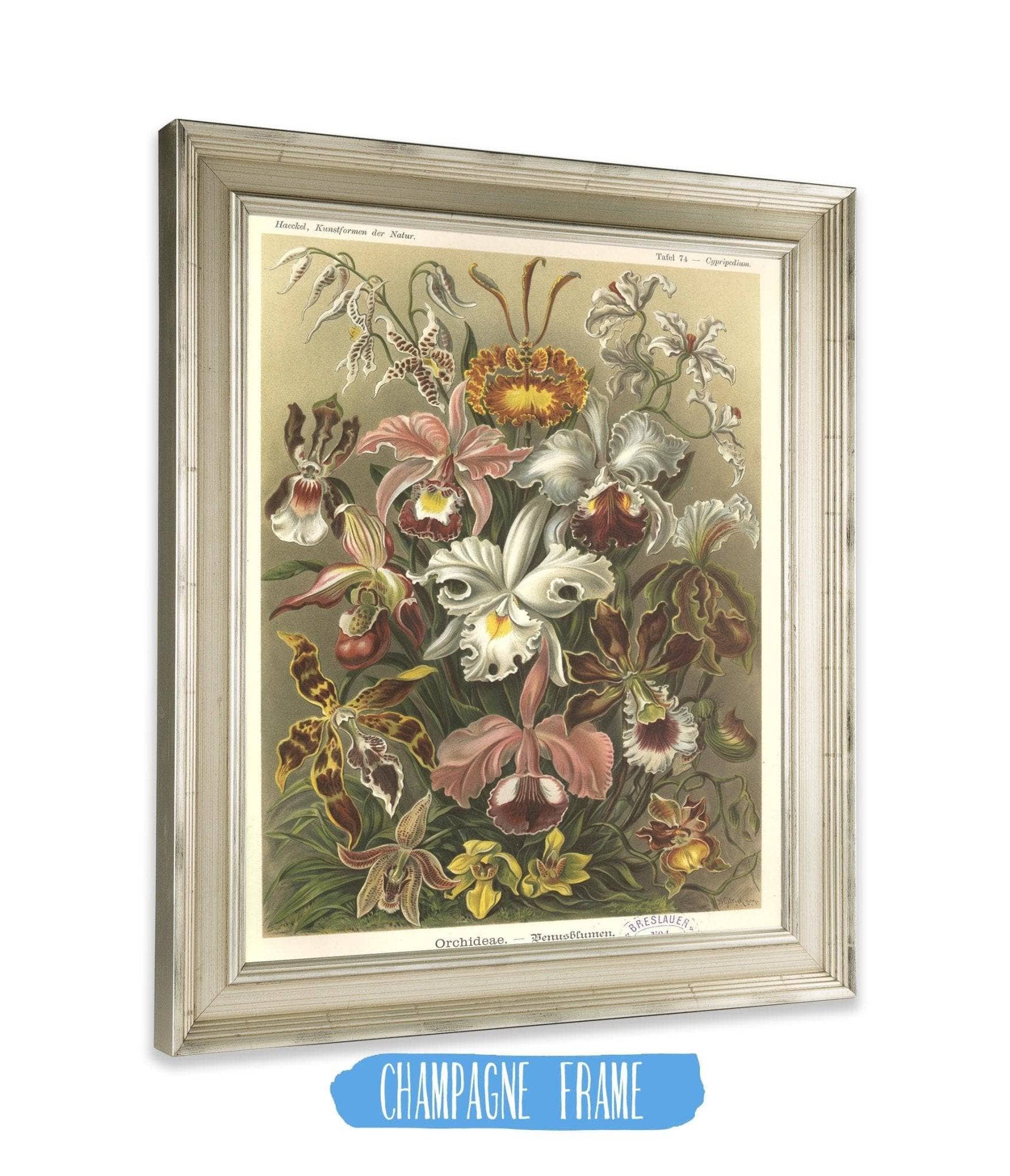 Orchideae - Denusblumen - Image 6