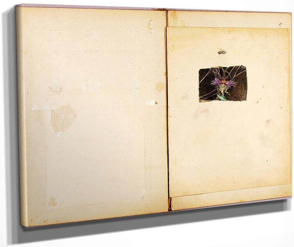 Ostrich, Study Folder For Book Concealing Coloration In The Animal Kingdom By Abbott Handerson Thayer