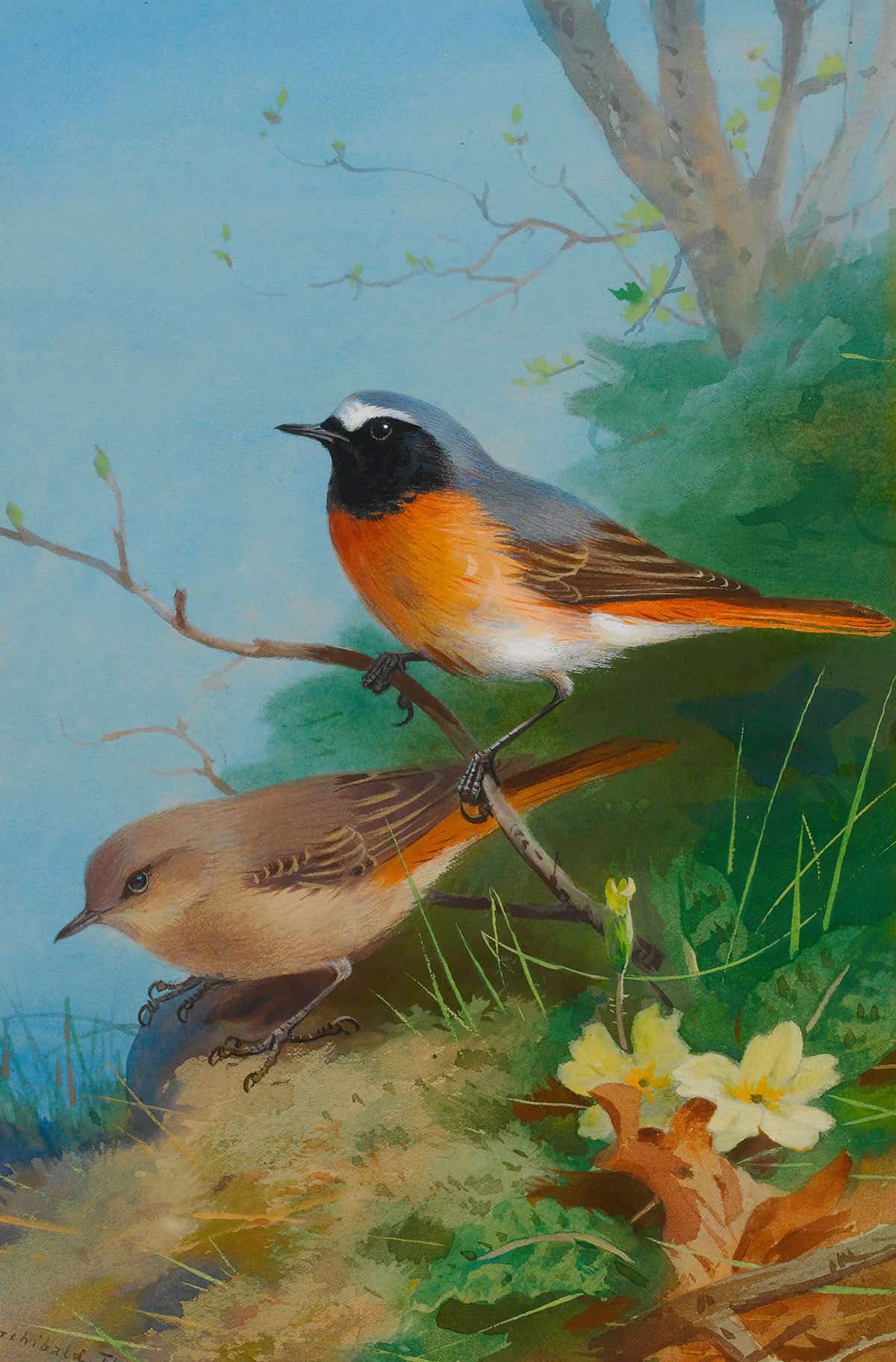 Pair Of Redstarts by Archibald Thorburn - Image 3