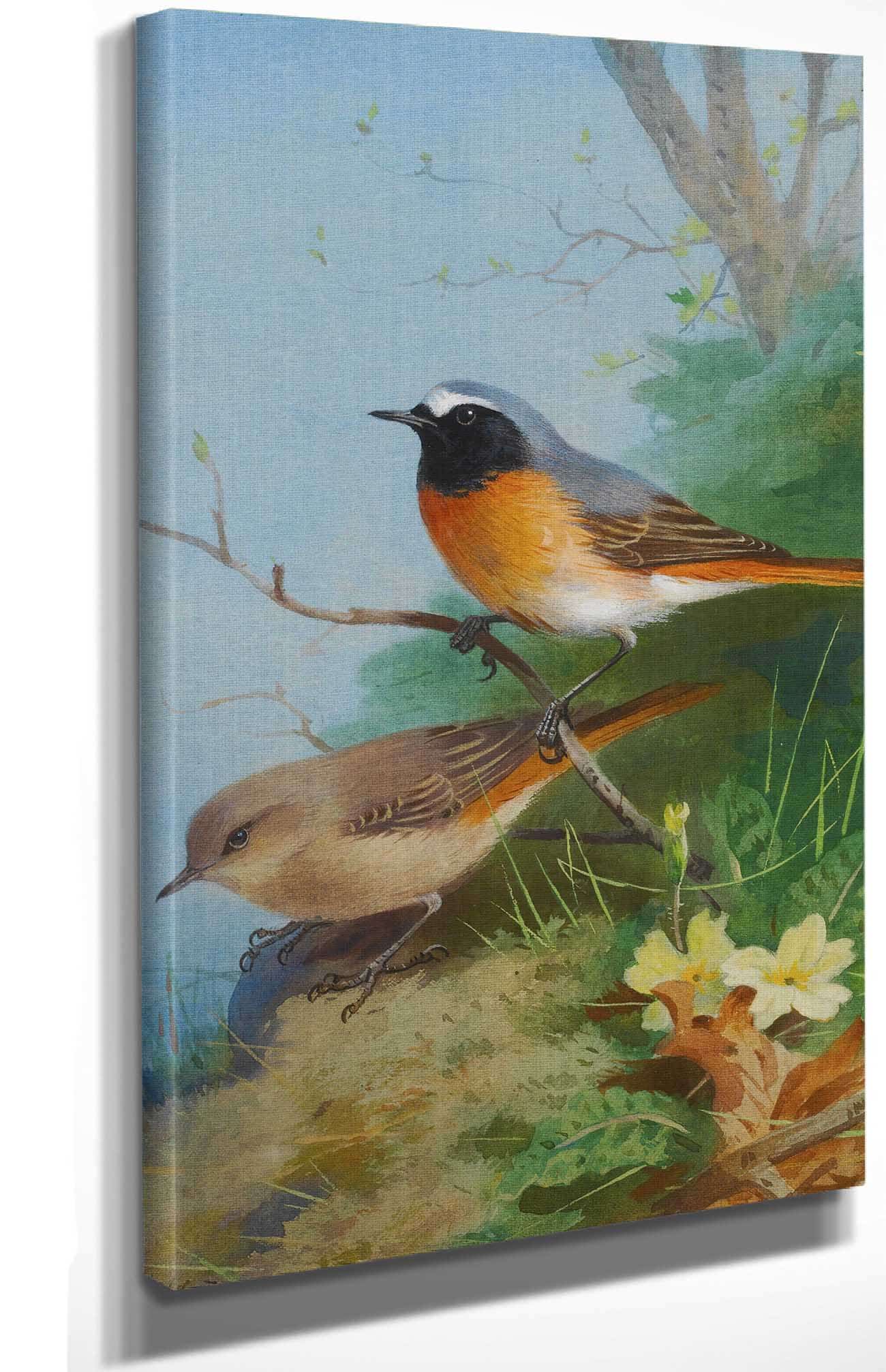 Pair Of Redstarts by Archibald Thorburn - Image 4