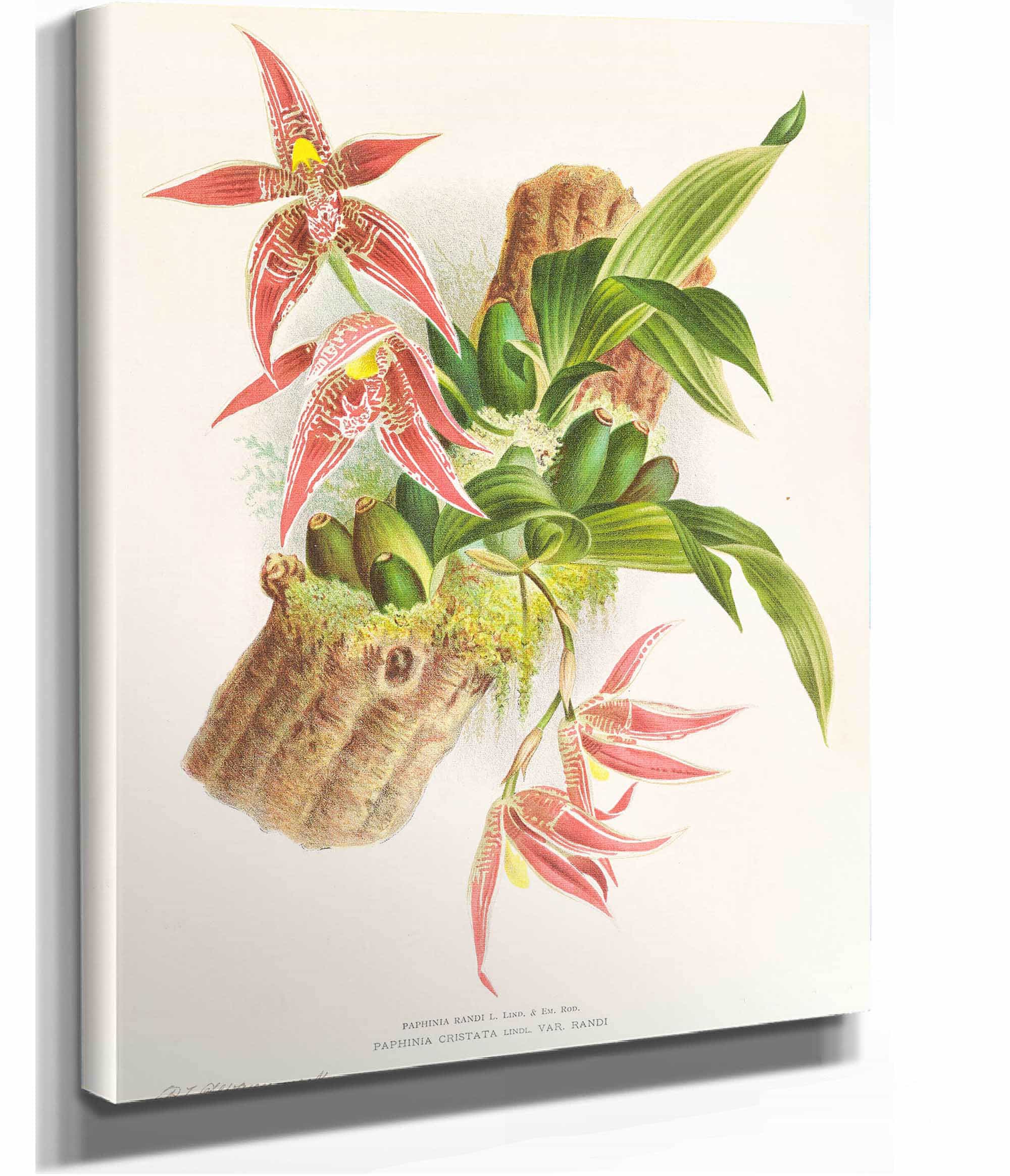 Paphinia Randi Paphinia Cristata by Jean Jules Linden