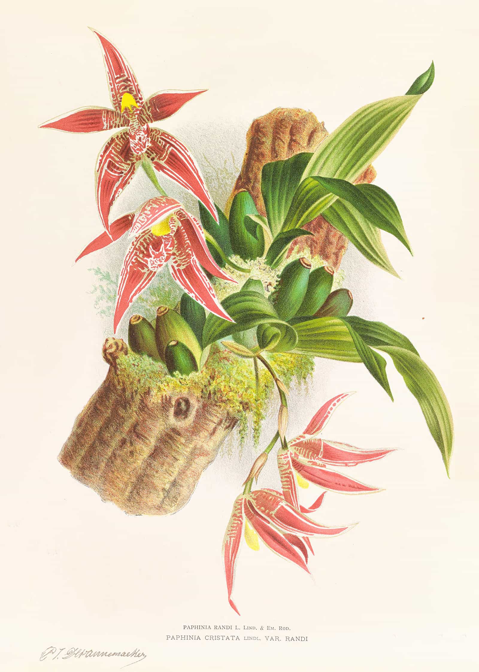 Paphinia Randi Paphinia Cristata by Jean Jules Linden - Image 2