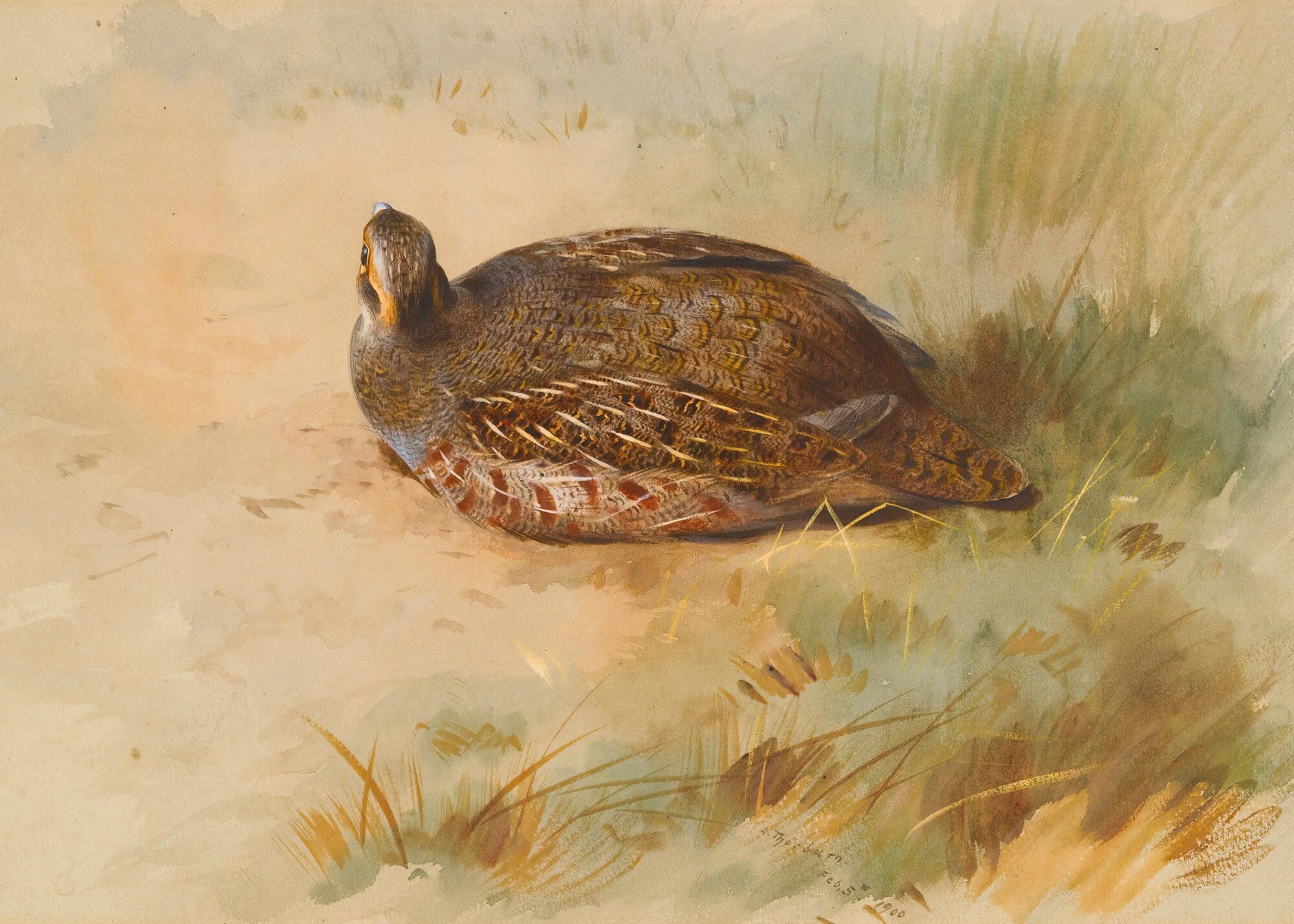 Partridge by Archibald Thorburn