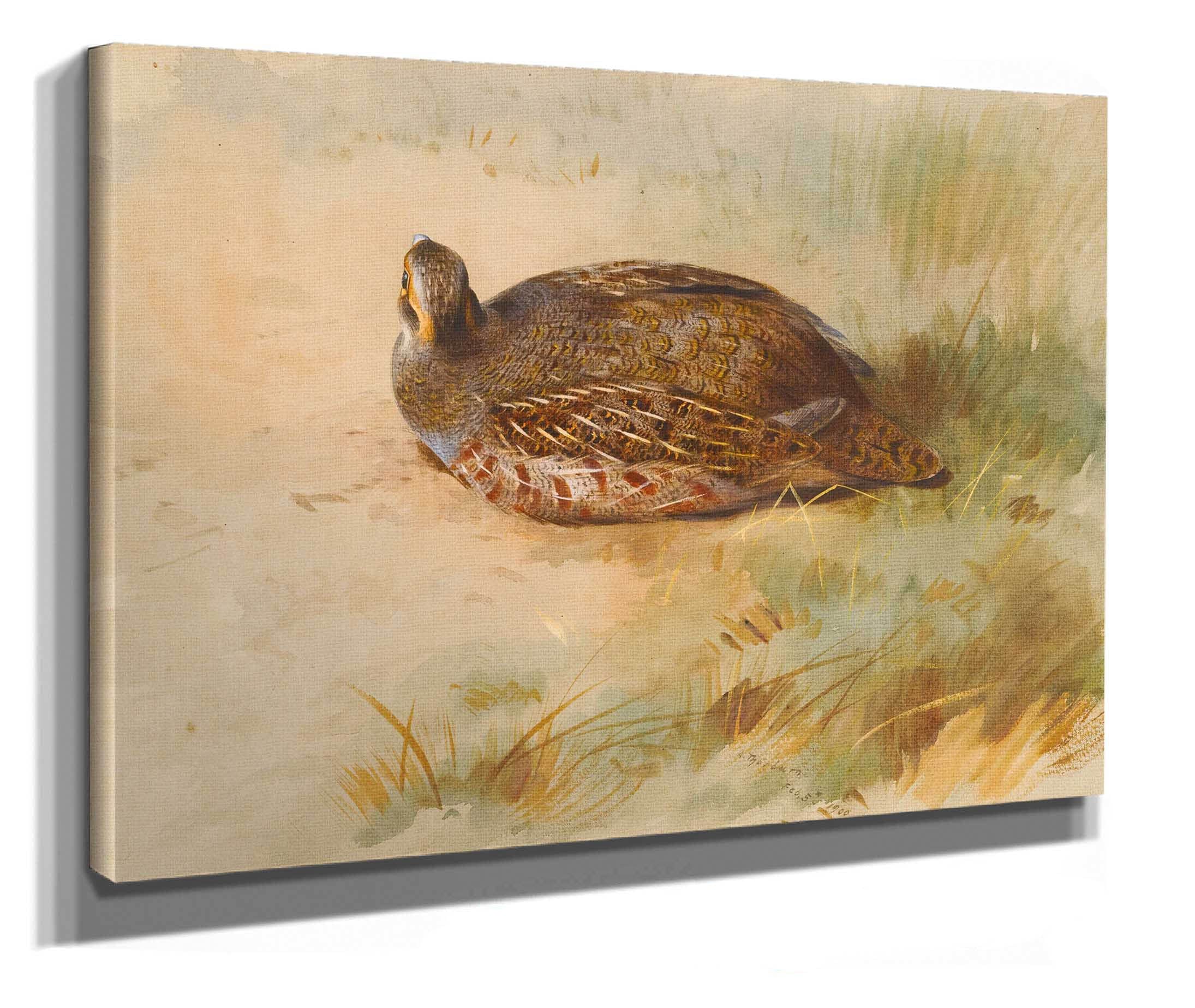 Partridge by Archibald Thorburn - Image 2