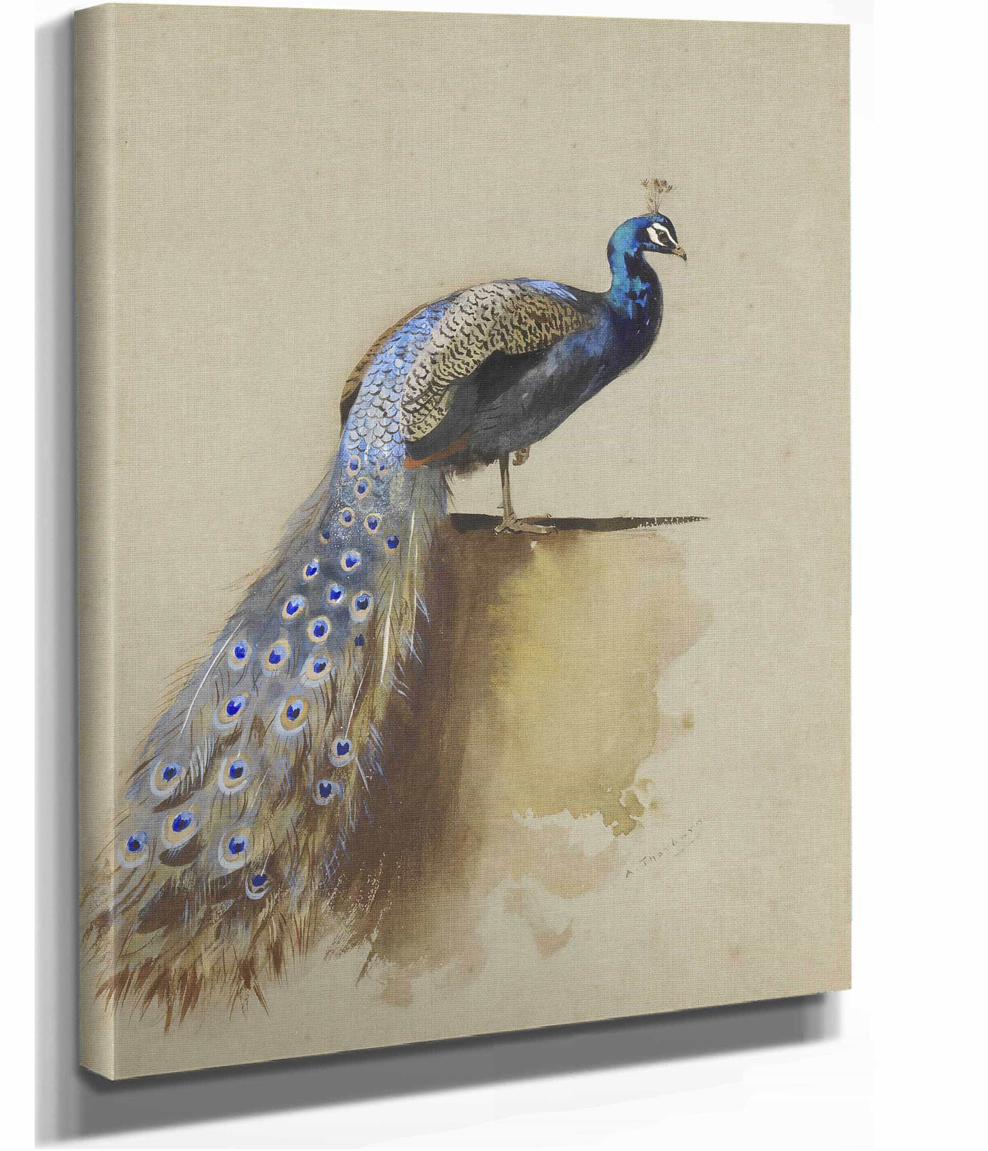 Peacock by Archibald Thorburn - Image 2