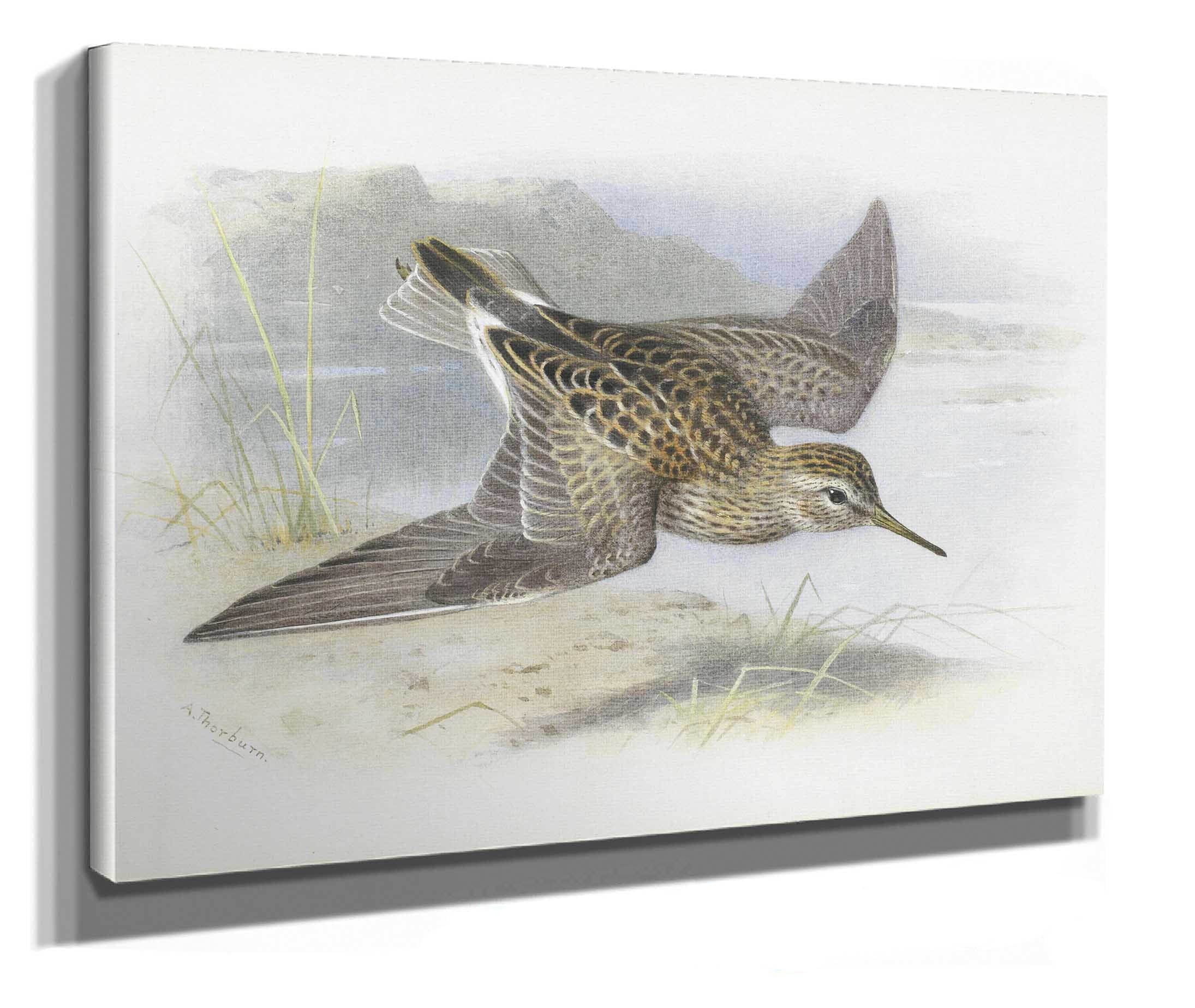 Pectoral Sandpiper by Archibald Thorburn - Image 2