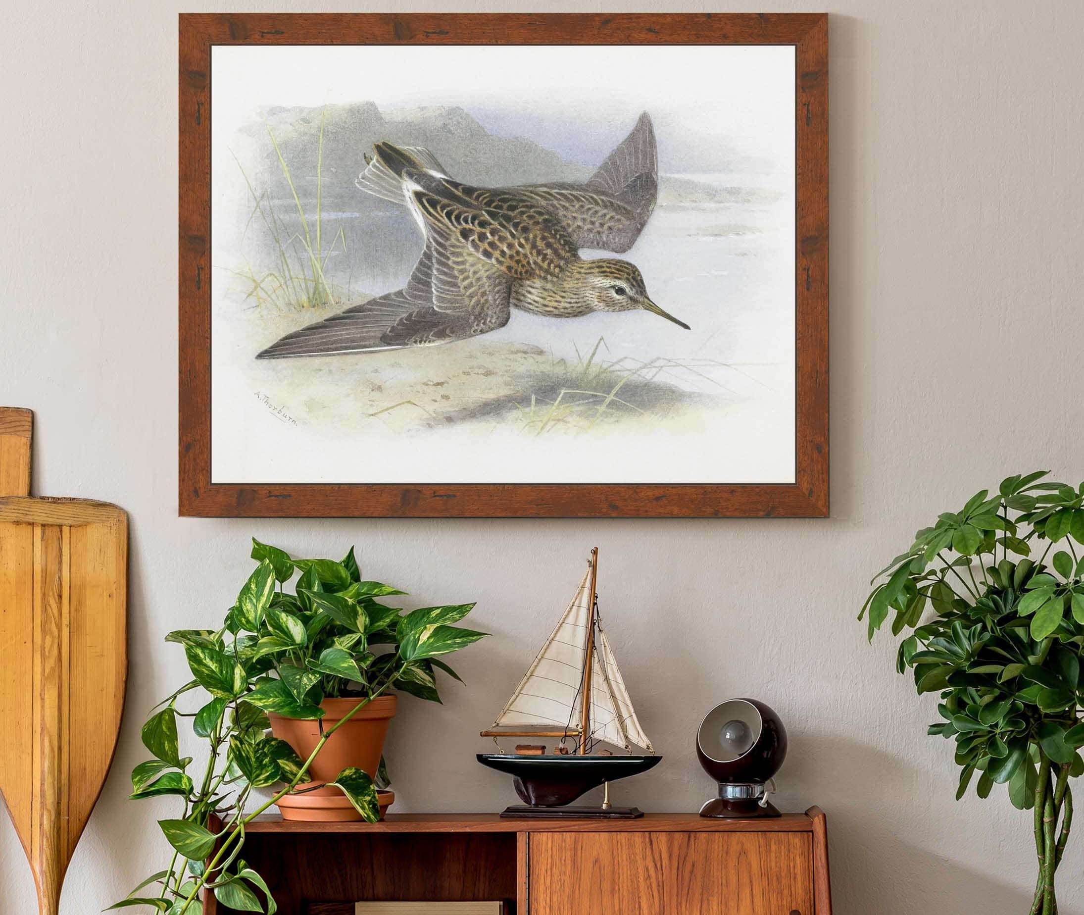 Pectoral Sandpiper by Archibald Thorburn - Image 3