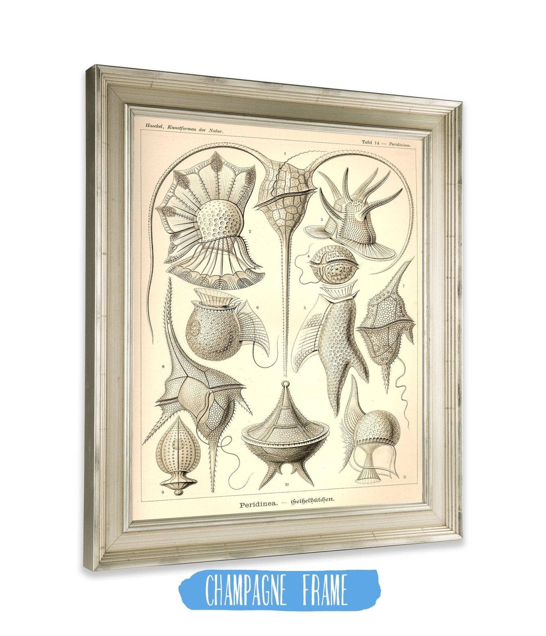 Peridinea. - Geikelhütchen - Image 7