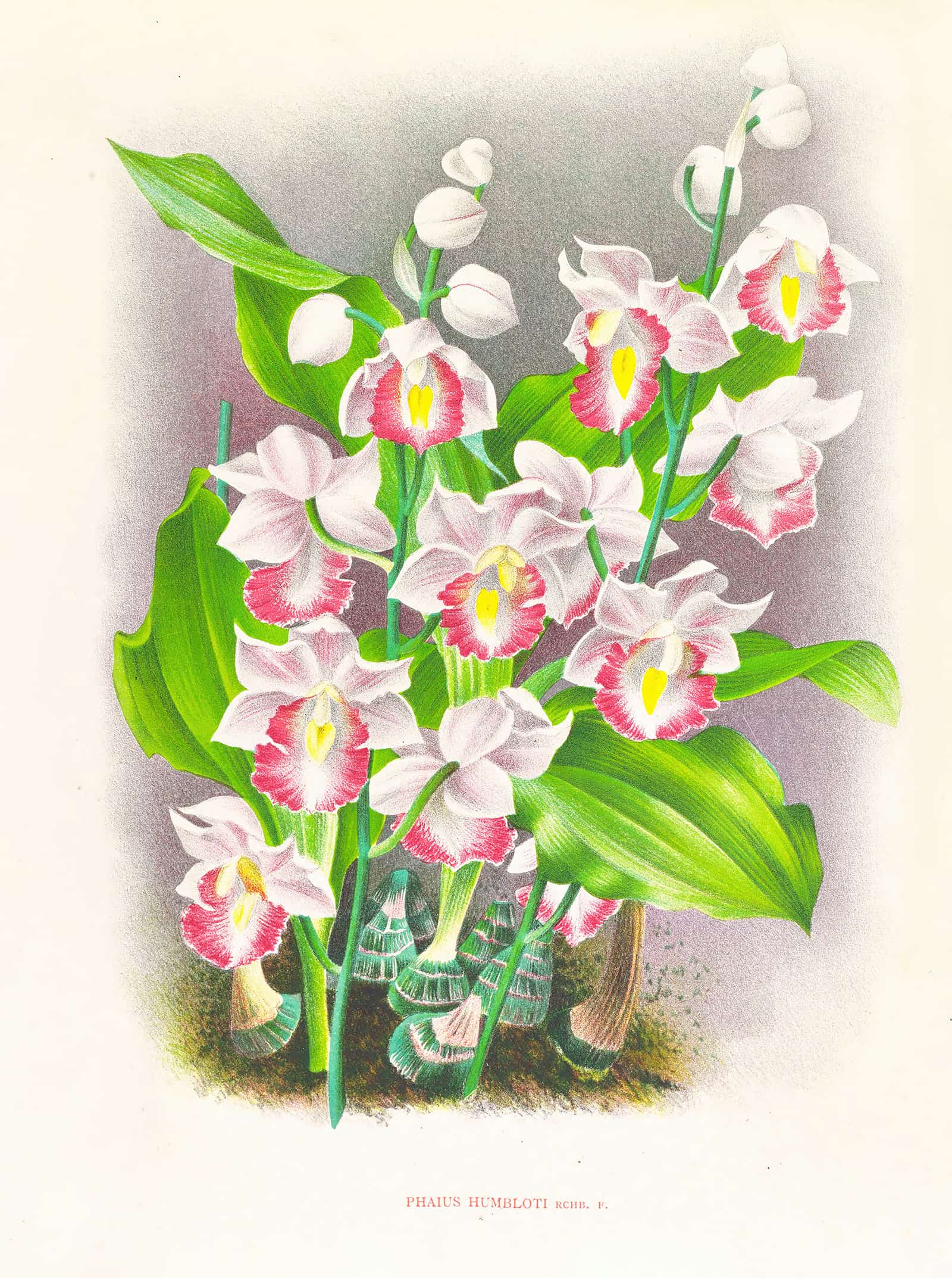 Phaius Humbloti by Jean Jules Linden - Image 2