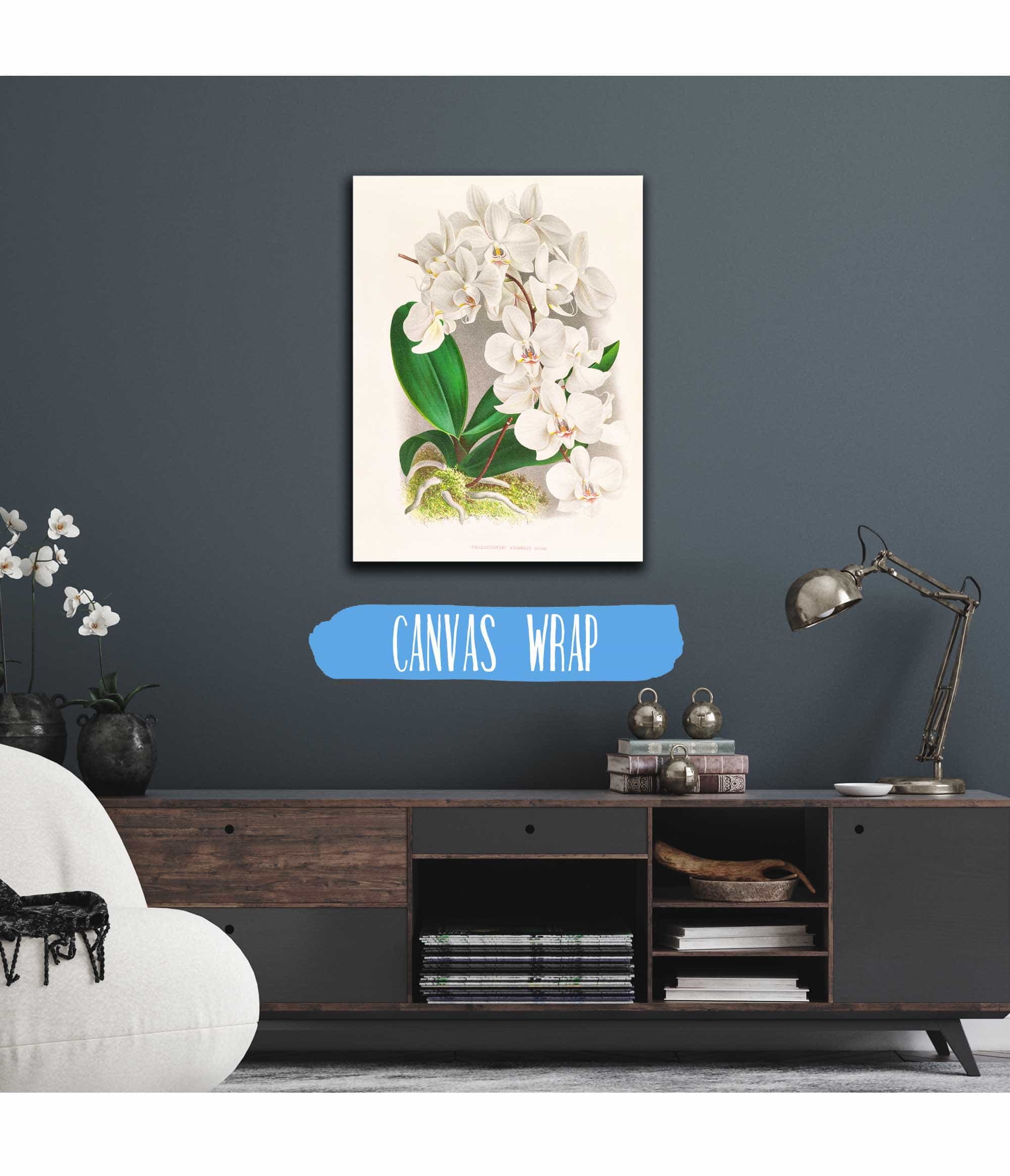 Phalaenopsis Amabilis by Jean Jules Linden - Image 3