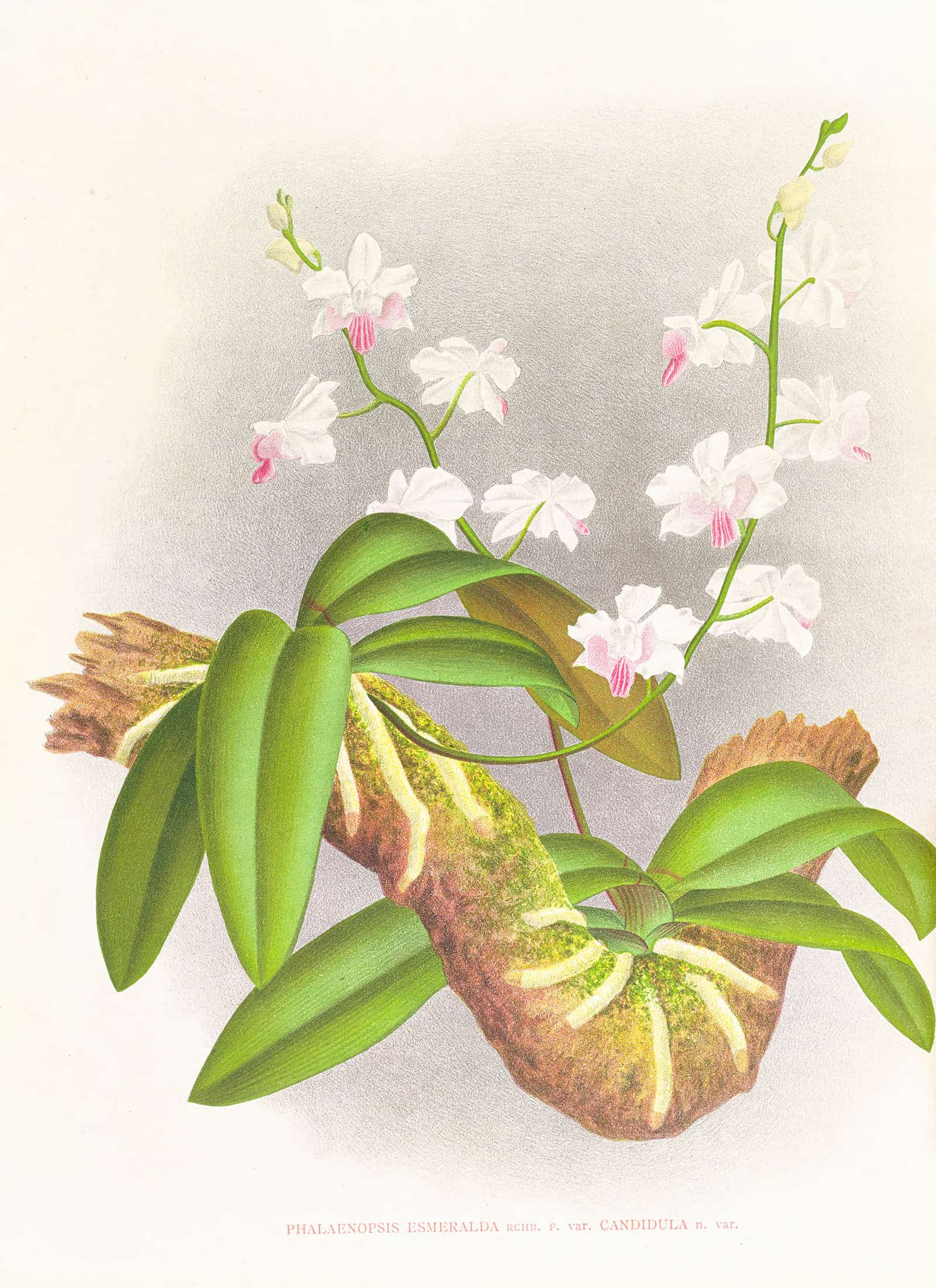 Phalaenopsis Esmeralda Var Candidula by Jean Jules Linden - Image 2