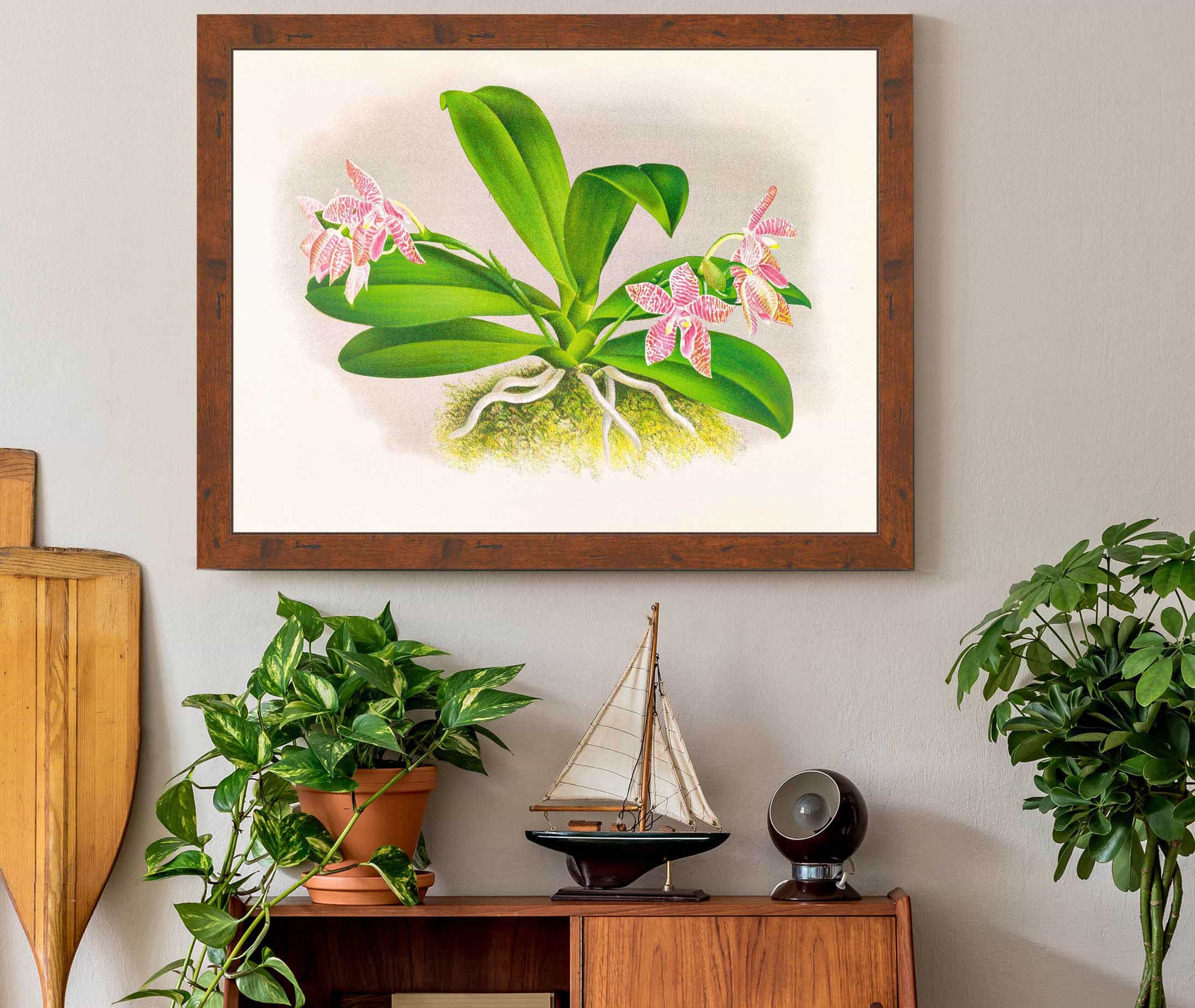 Phalaenopsis Luddemanniana by Jean Jules Linden - Image 3