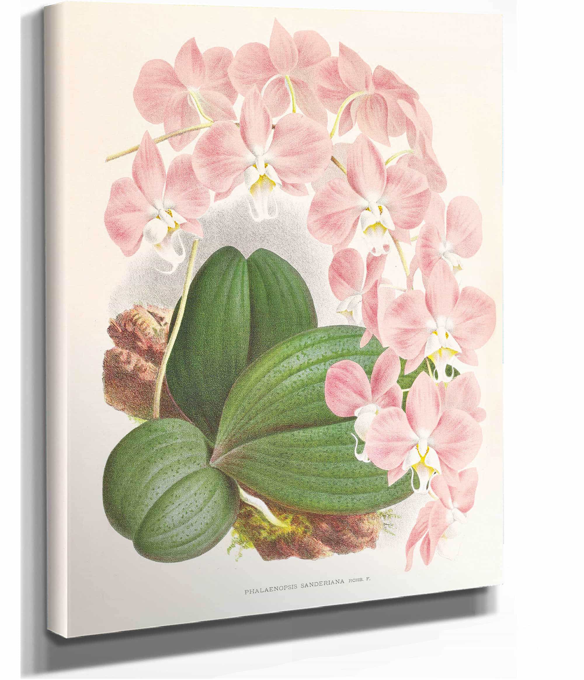 Phalaenopsis Sanderiana by Jean Jules Linden