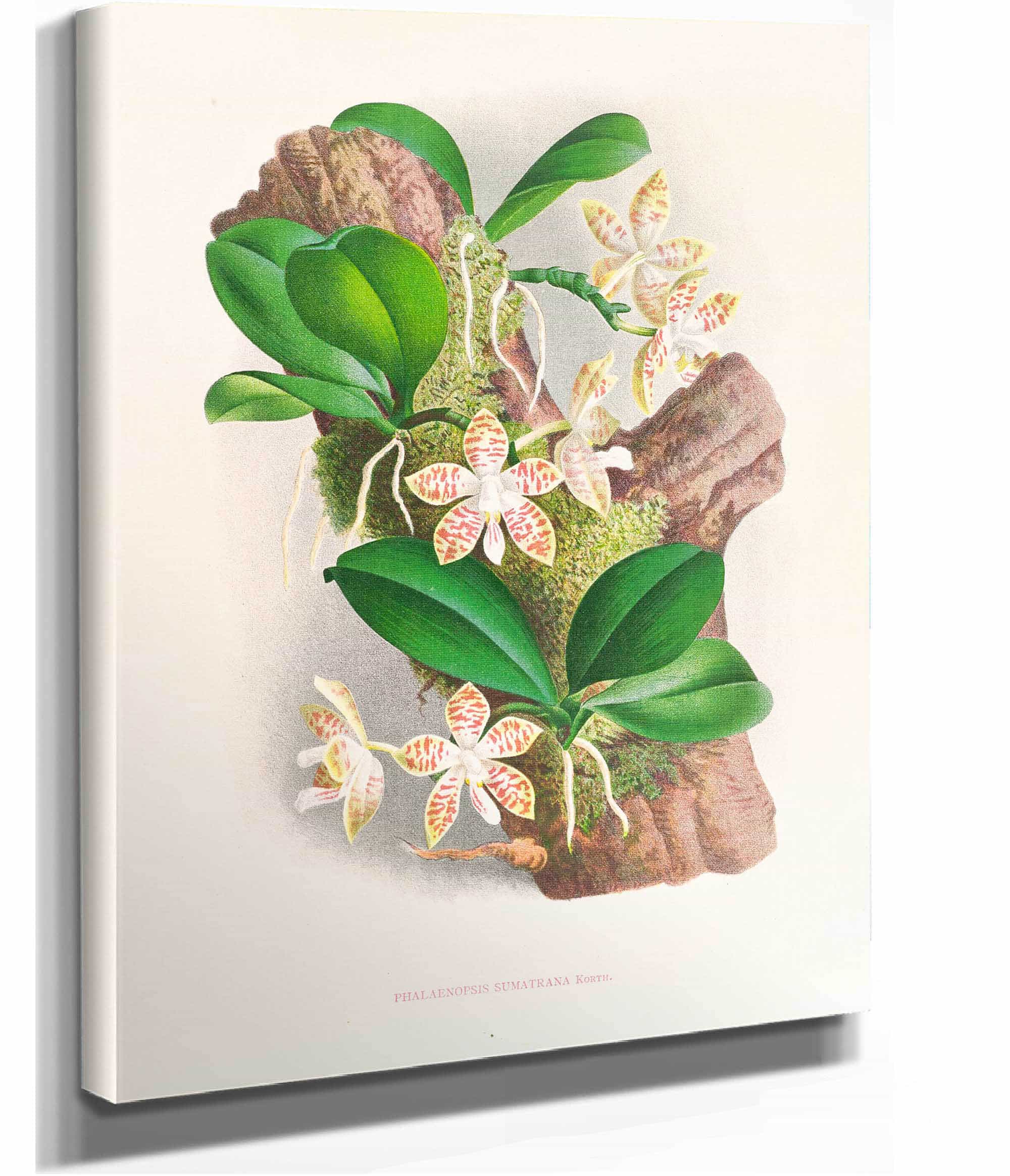 Phalaenopsis Sumatrana by Jean Jules Linden