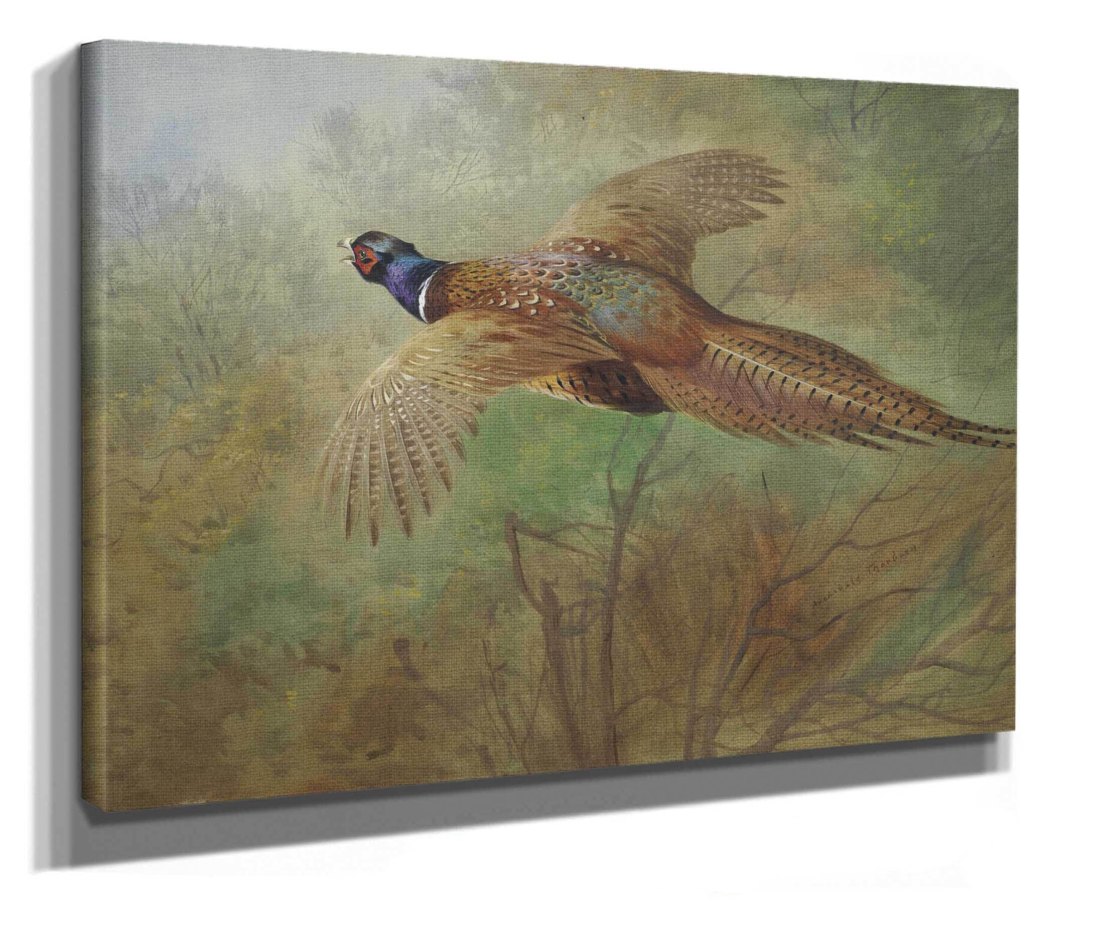 Pheasant In Flight by Archibald Thorburn - Image 2