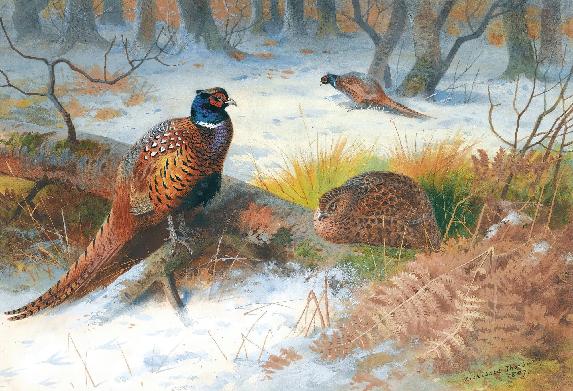 Pheasants In The Snow by Archibald Thorburn