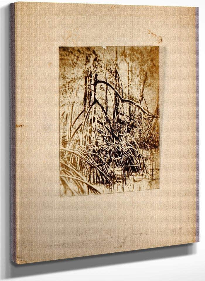 Photo Of Marsh, Study Folder For Book Concealing Coloration In The Animal Kingdom By Abbott Handerson Thayer