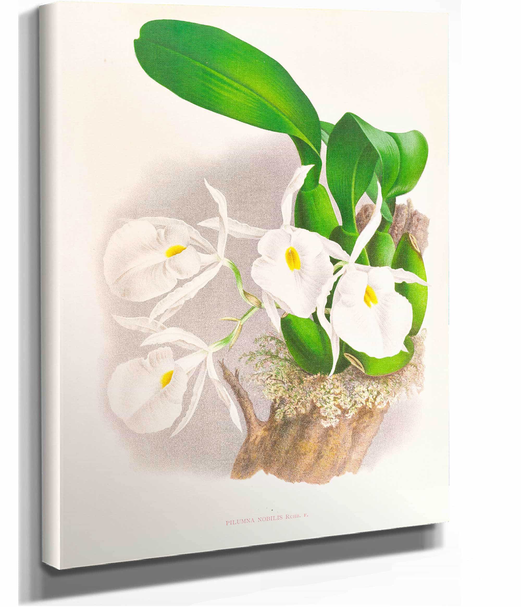 Pilumna Nobilis by Jean Jules Linden