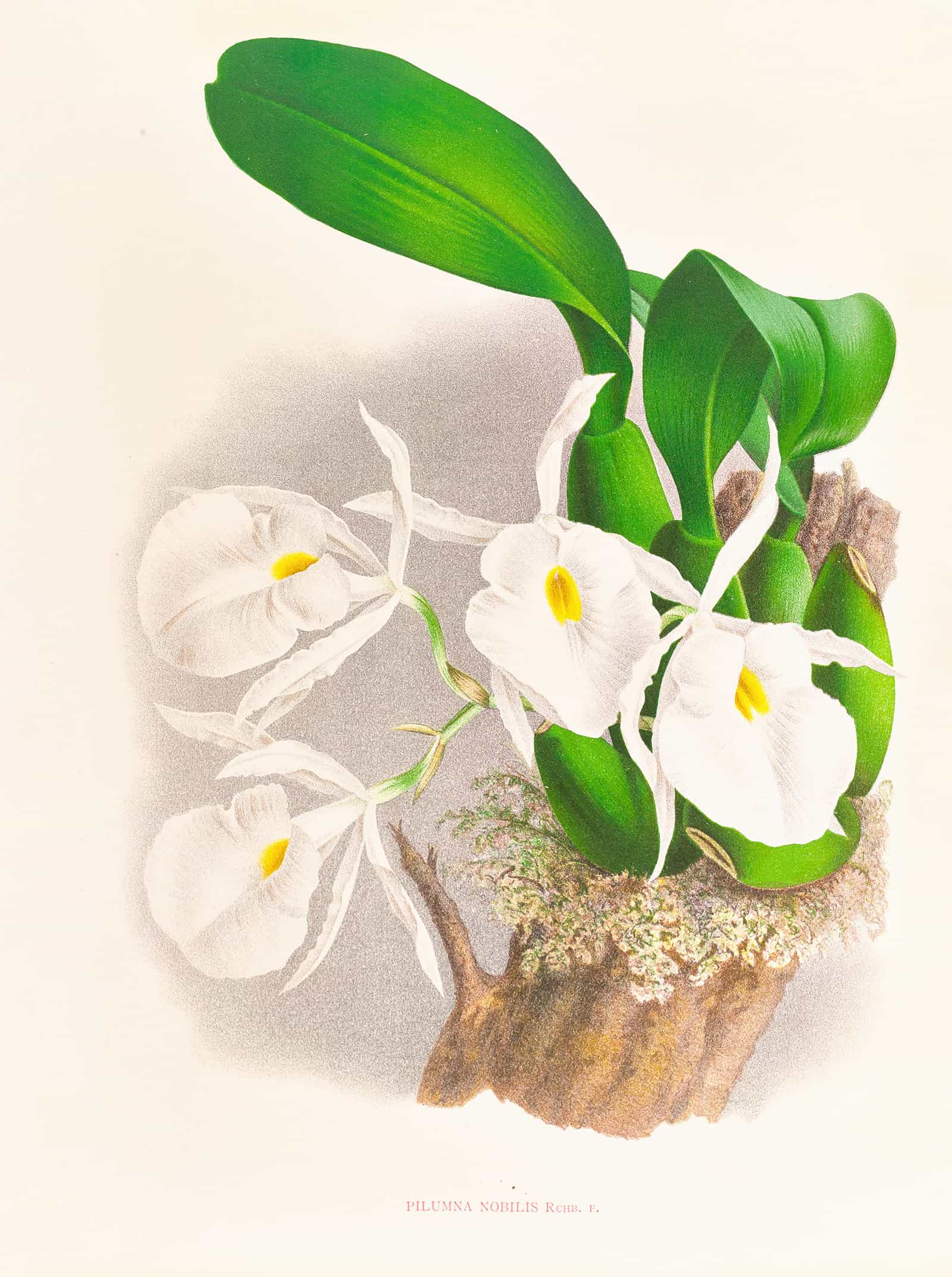 Pilumna Nobilis by Jean Jules Linden - Image 2