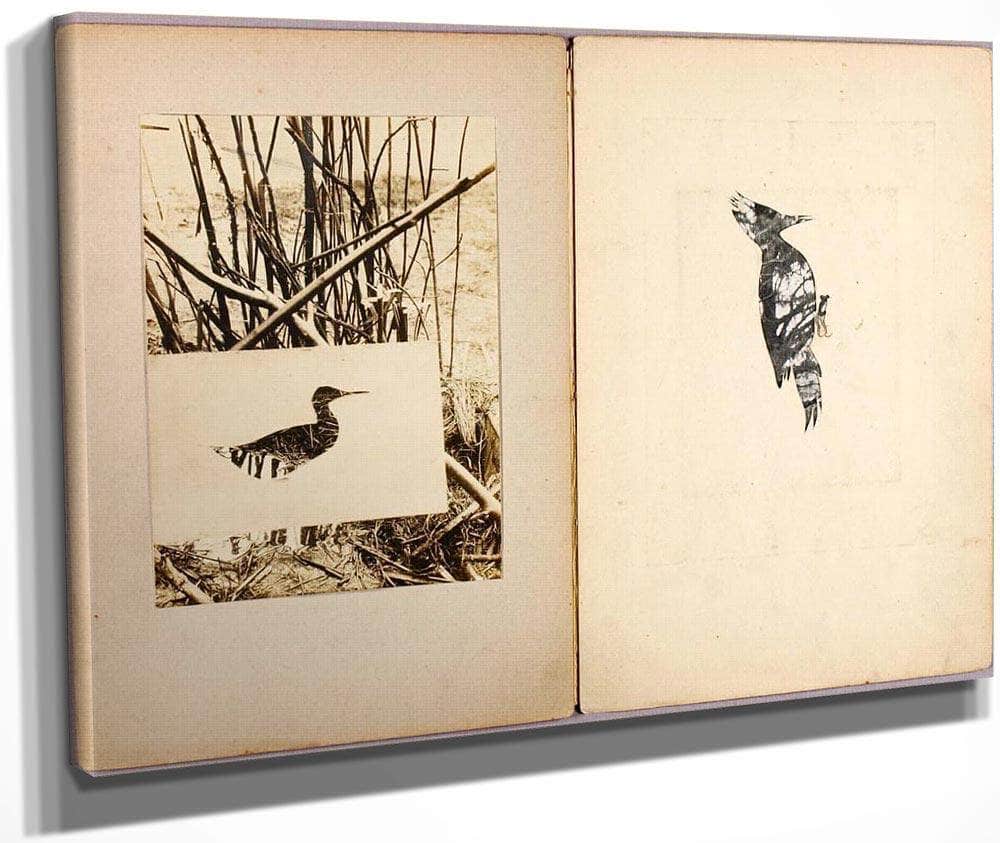 Rail And Woodpecker, Study Folder For Book Concealing Coloration In The Animal Kingdom By Abbott Handerson Thayer