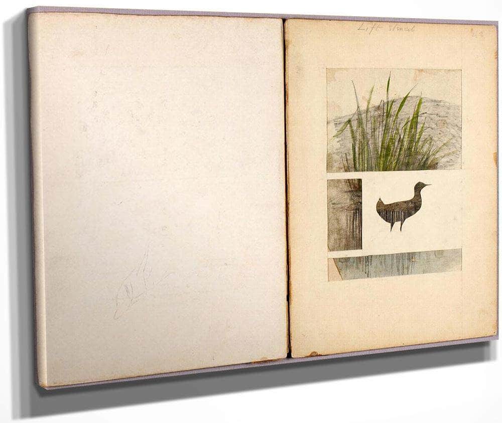 Rail, Study Folder For Book Concealing Coloration In The Animal Kingdom By Abbott Handerson Thayer