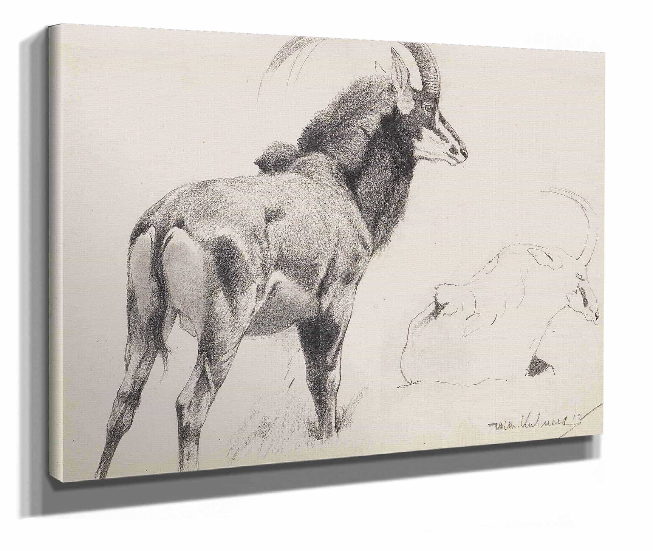 Rappenantilope by Wilhelm Kuhnert - Image 2