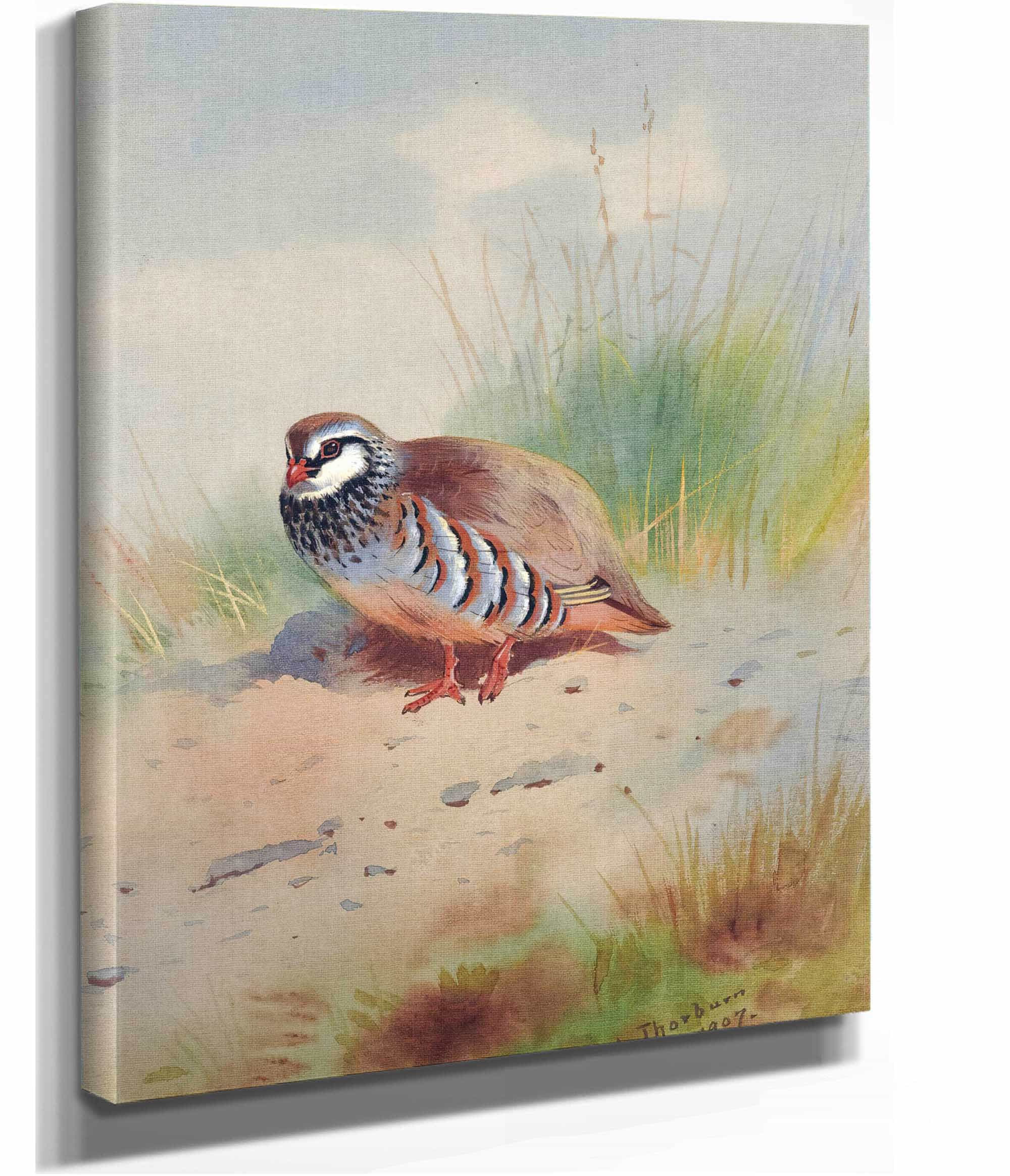 Red Legged Partridge by Archibald Thorburn - Image 2