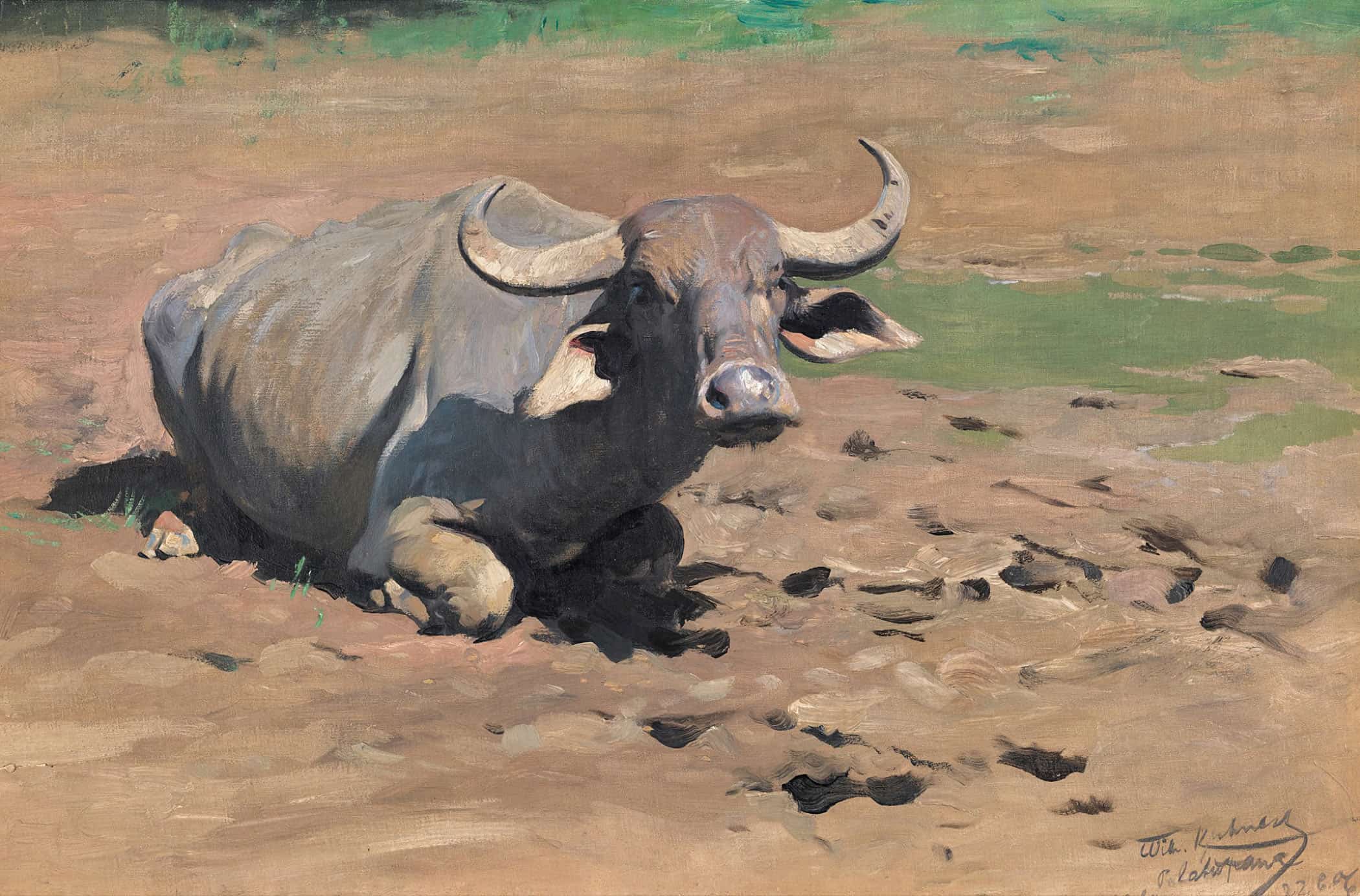 Resting Buffalo by Wilhelm Kuhnert - Image 2