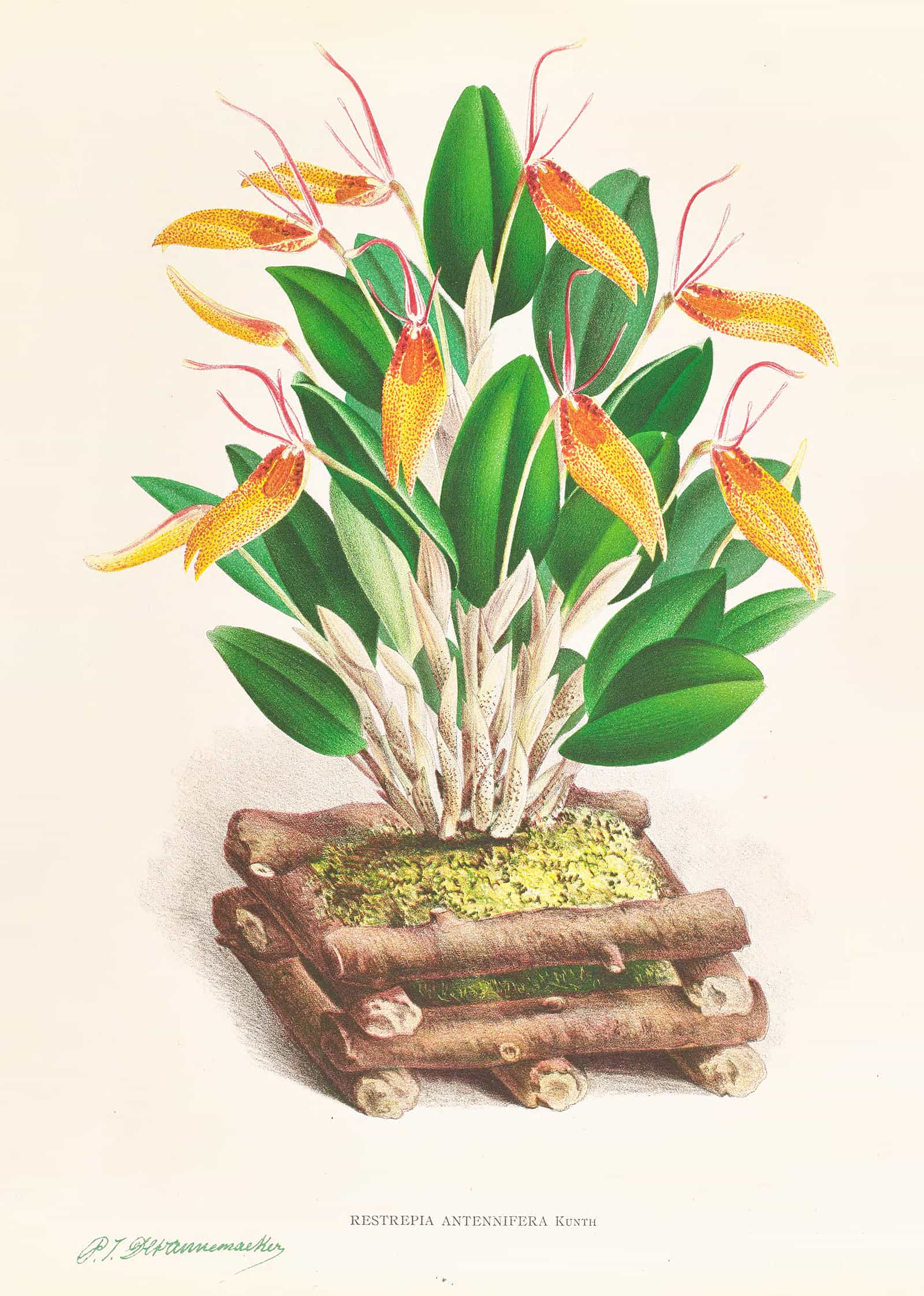 Restrepia Antennifera by Jean Jules Linden - Image 2