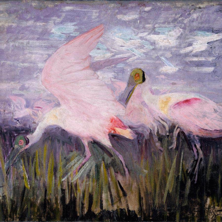 Roseate Spoonbills, Study For Book Concealing Coloration In The Animal Kingdom By Abbott Handerson Thayer - Image 5