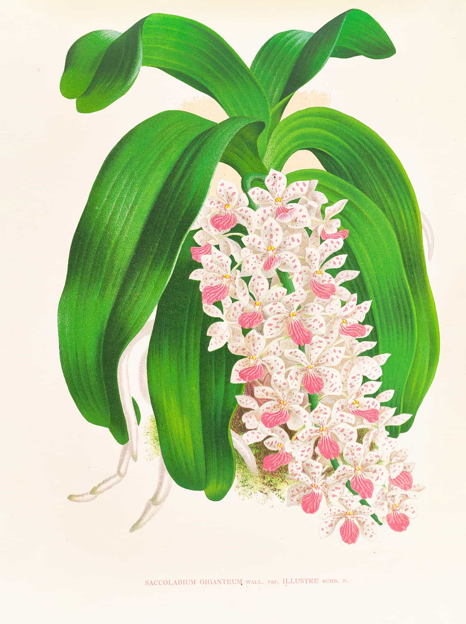 Saccolabium Giganteum Var Illustre by Jean Jules Linden - Image 2