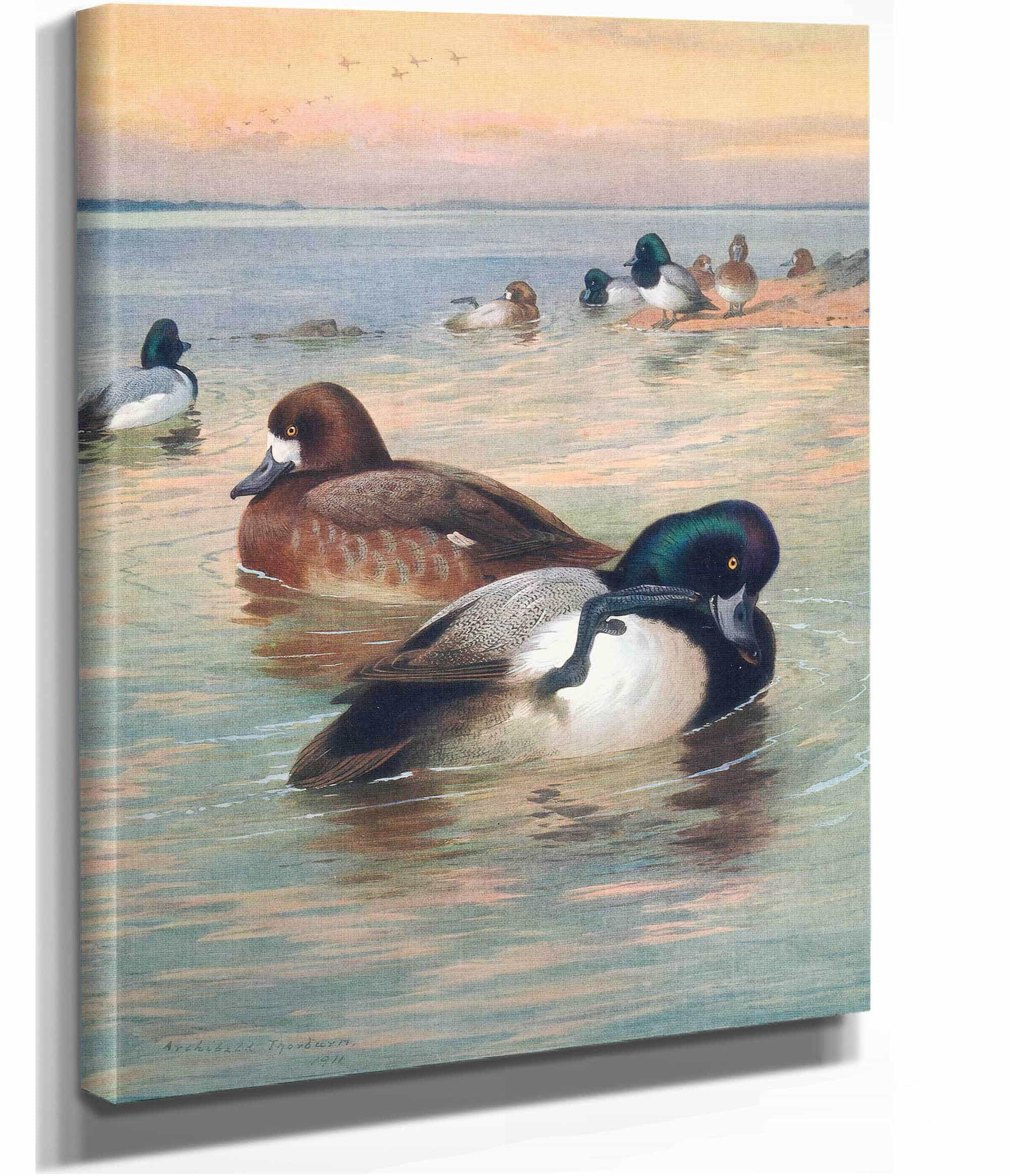 Scaup Duck by Archibald Thorburn - Image 2