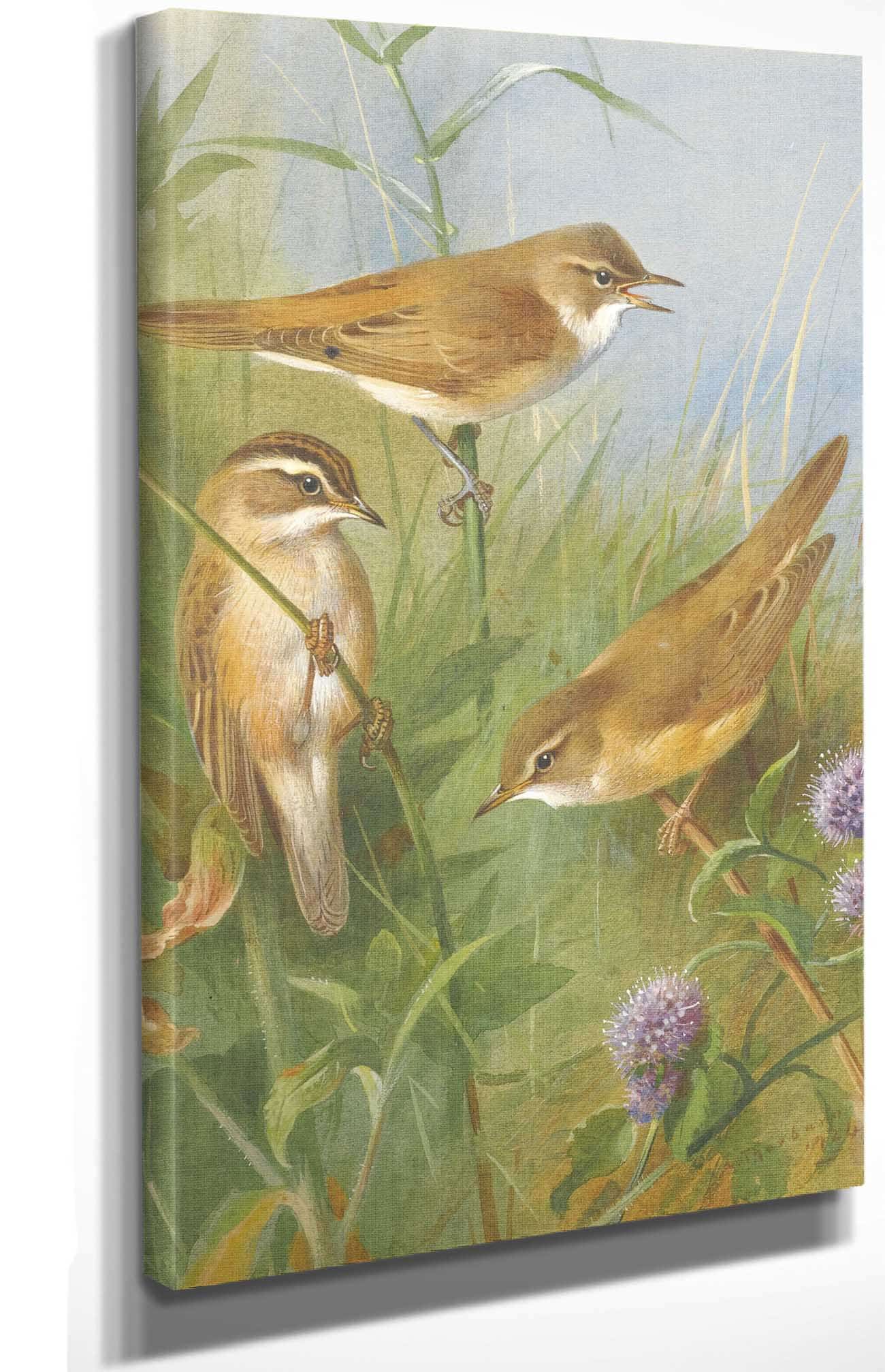 Sedge Warbler Reed Warbler And Marsh Warbler by Archibald Thorburn - Image 4
