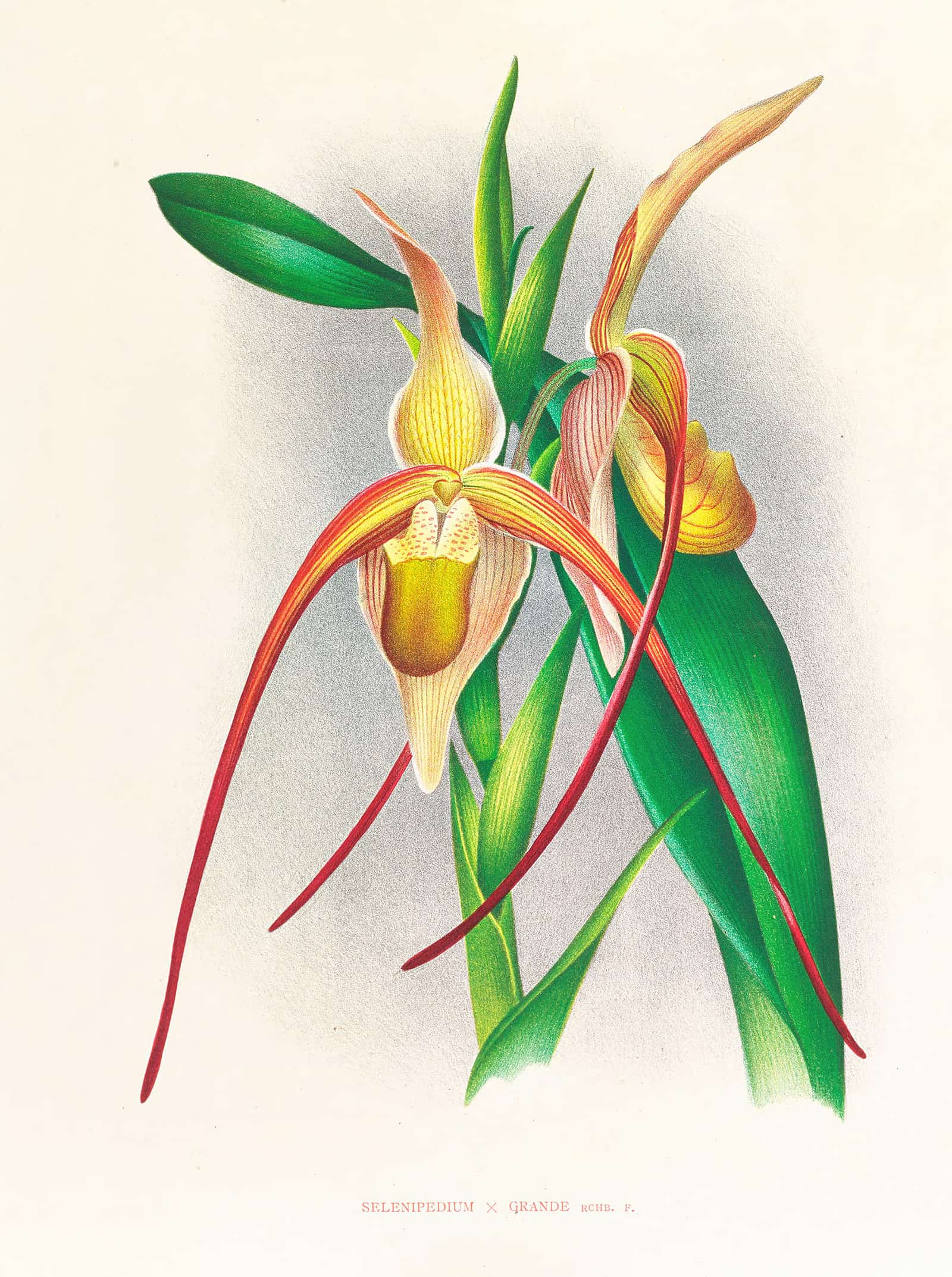 Selenipedium Grande by Jean Jules Linden - Image 2