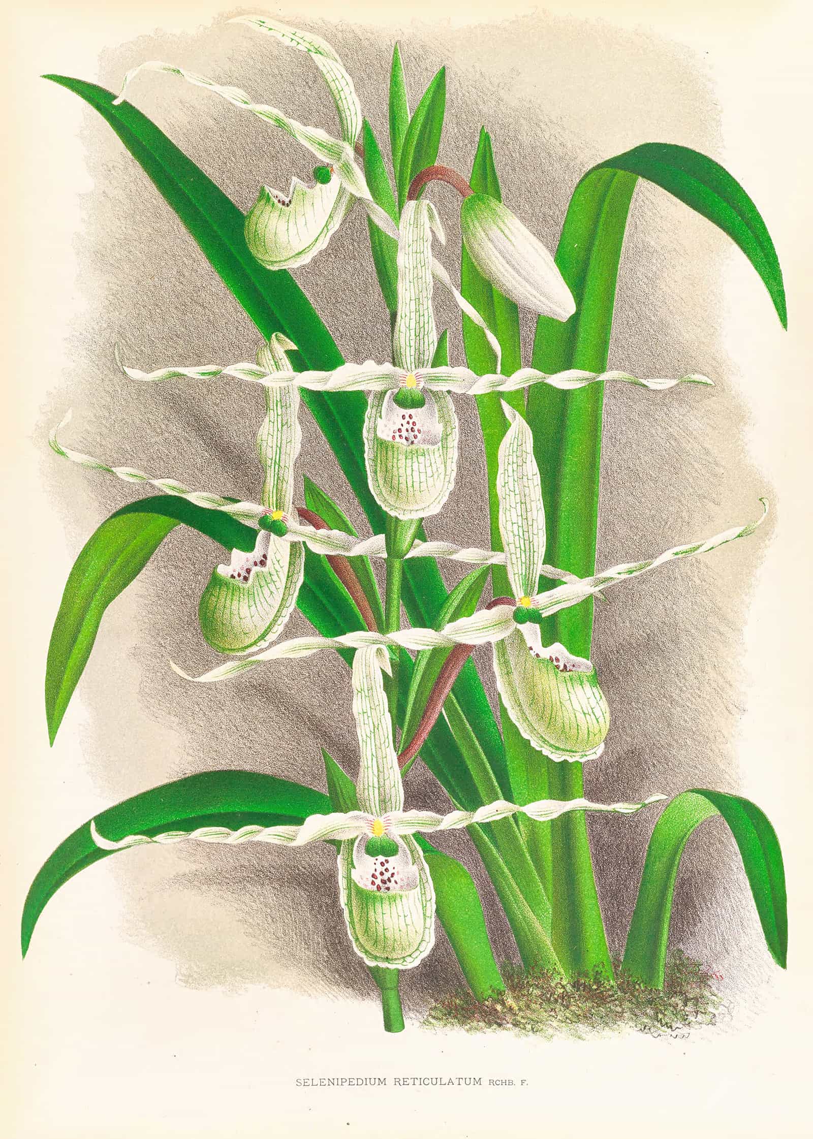 Selenipedium Reticulatum by Jean Jules Linden - Image 2