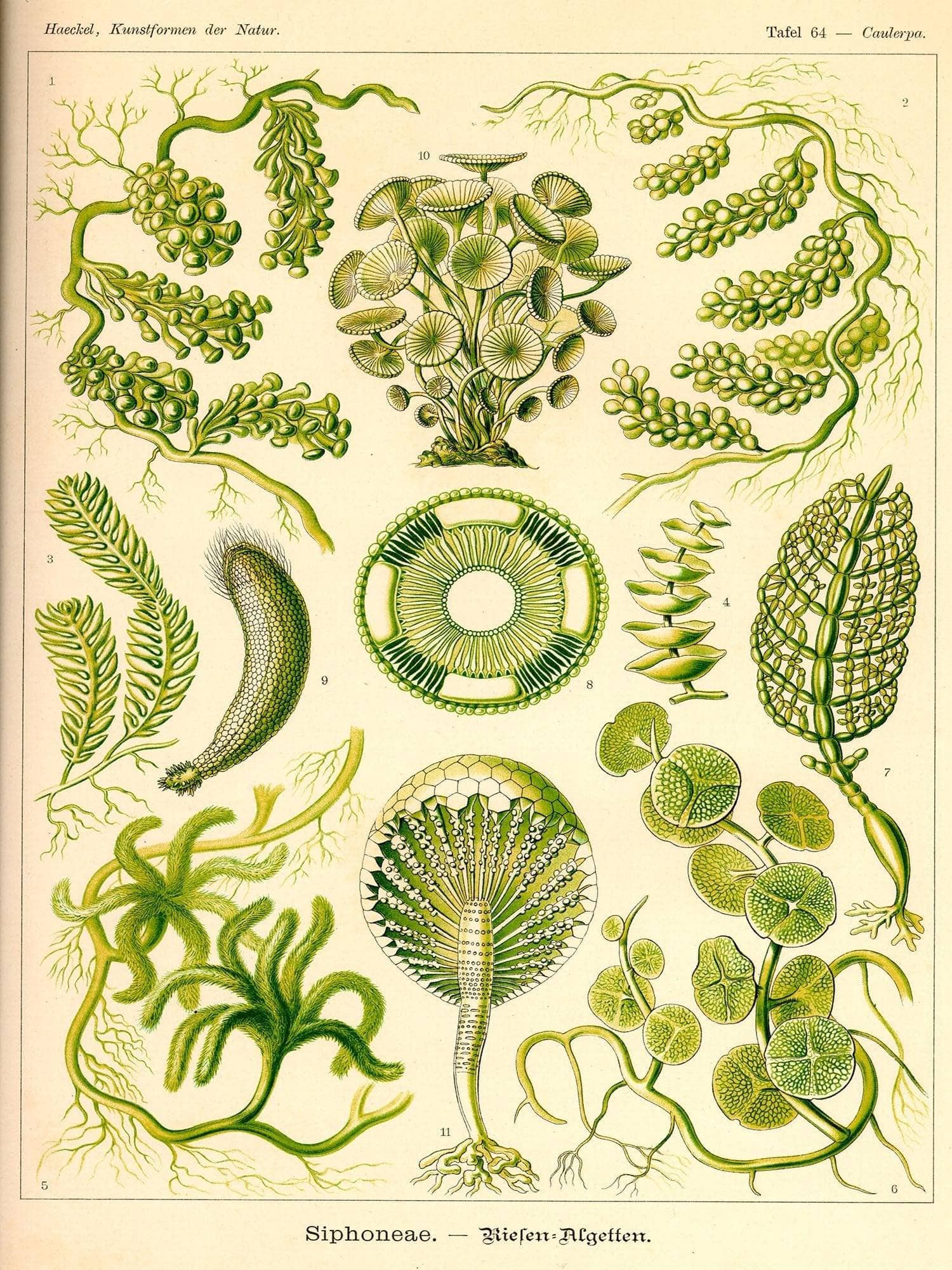 Siphoneae. - Riesen-Algetten - Image 2