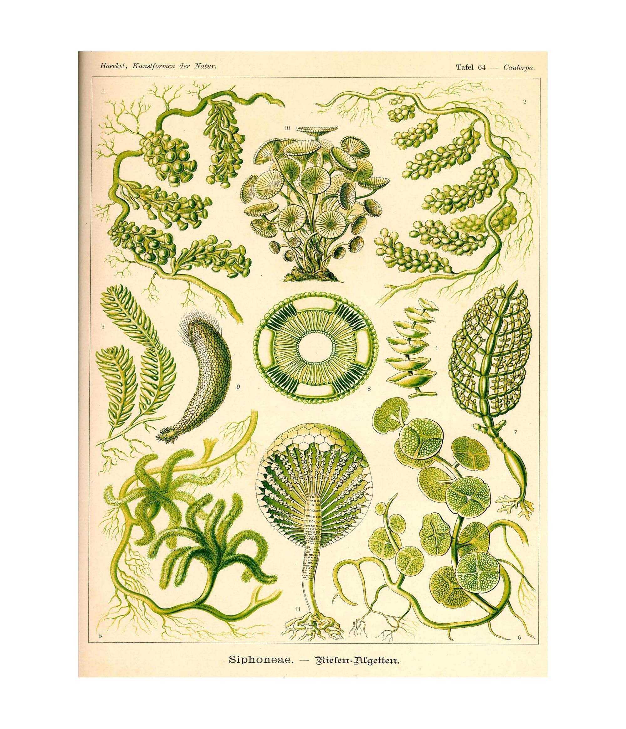Siphoneae. - Riesen-Algetten - Image 3